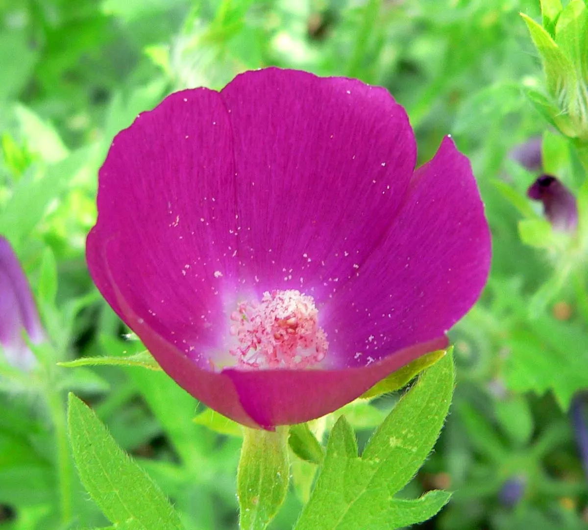 Poppy Mallow, Wine Cups (Callirhoe Involucrata) — cup-shaped magenta blossoms