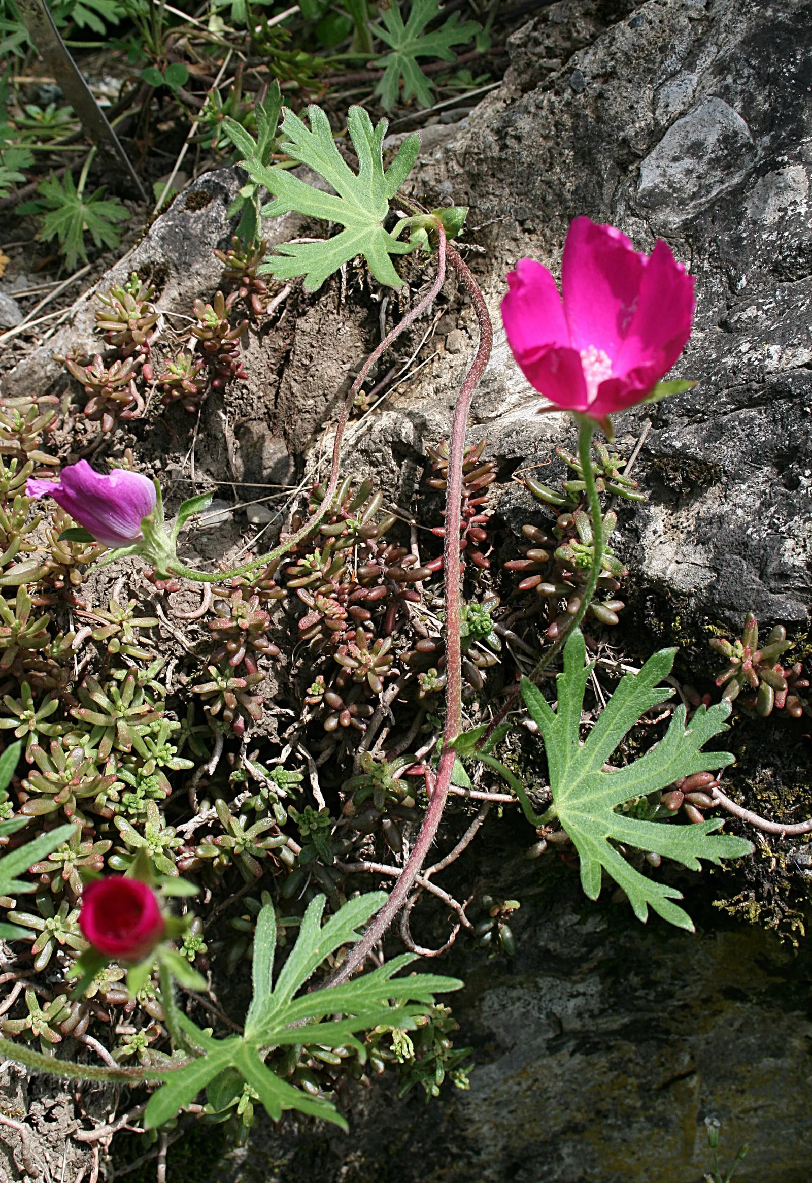 Poppy Mallow, Wine Cups (Callirhoe Involucrata) — Its trailing stems can spread 2-3 feet, adorned with deeply lobed green leaves