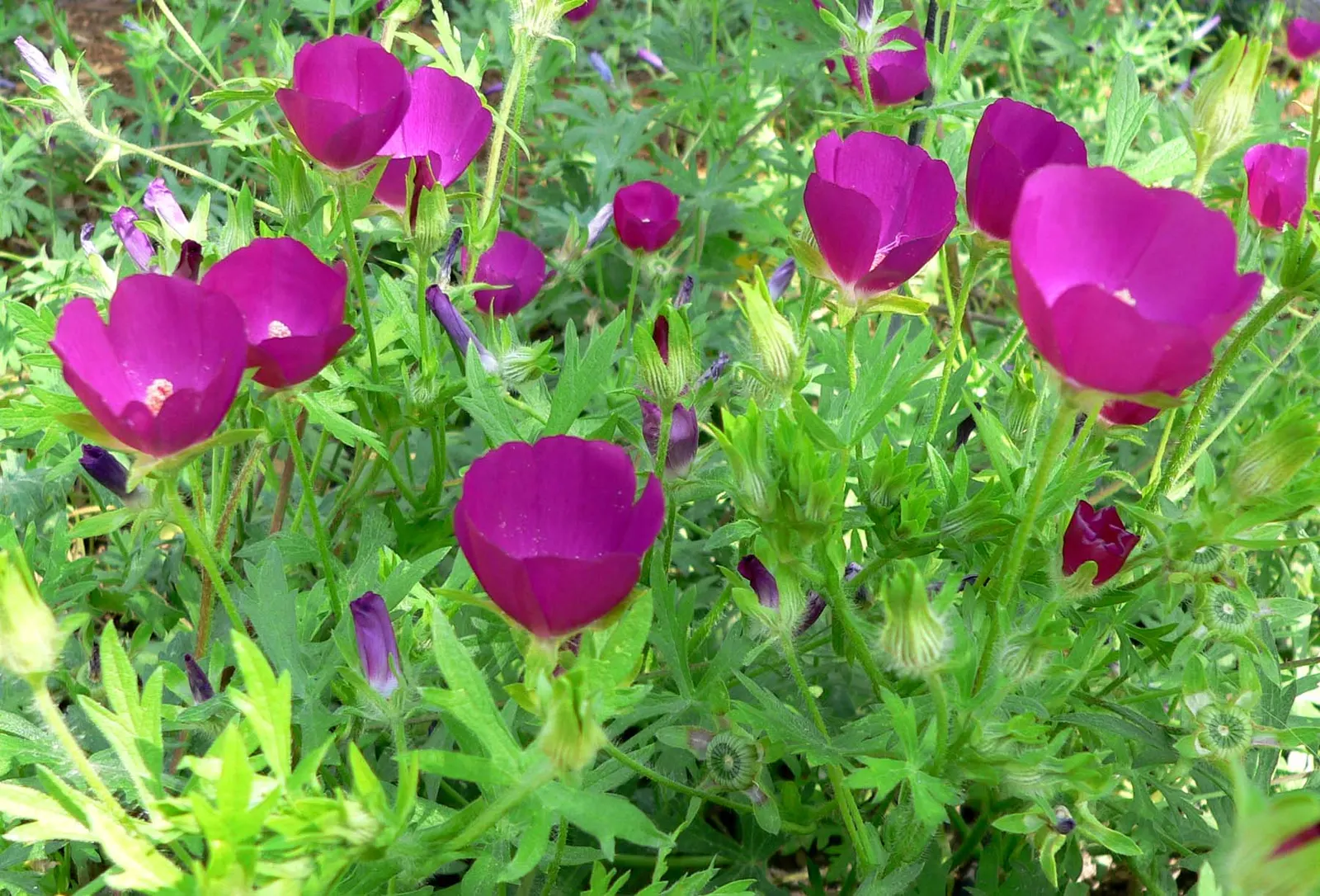 Poppy Mallow, Wine Cups (Callirhoe Involucrata) — Blooming from early summer through fall frost, image 38
