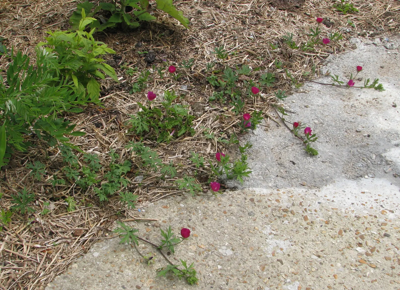 Poppy Mallow, Wine Cups (Callirhoe Involucrata) — with a modest height typically not exceeding 8 to 12 inches; ground cover / perennial with multi-colored and