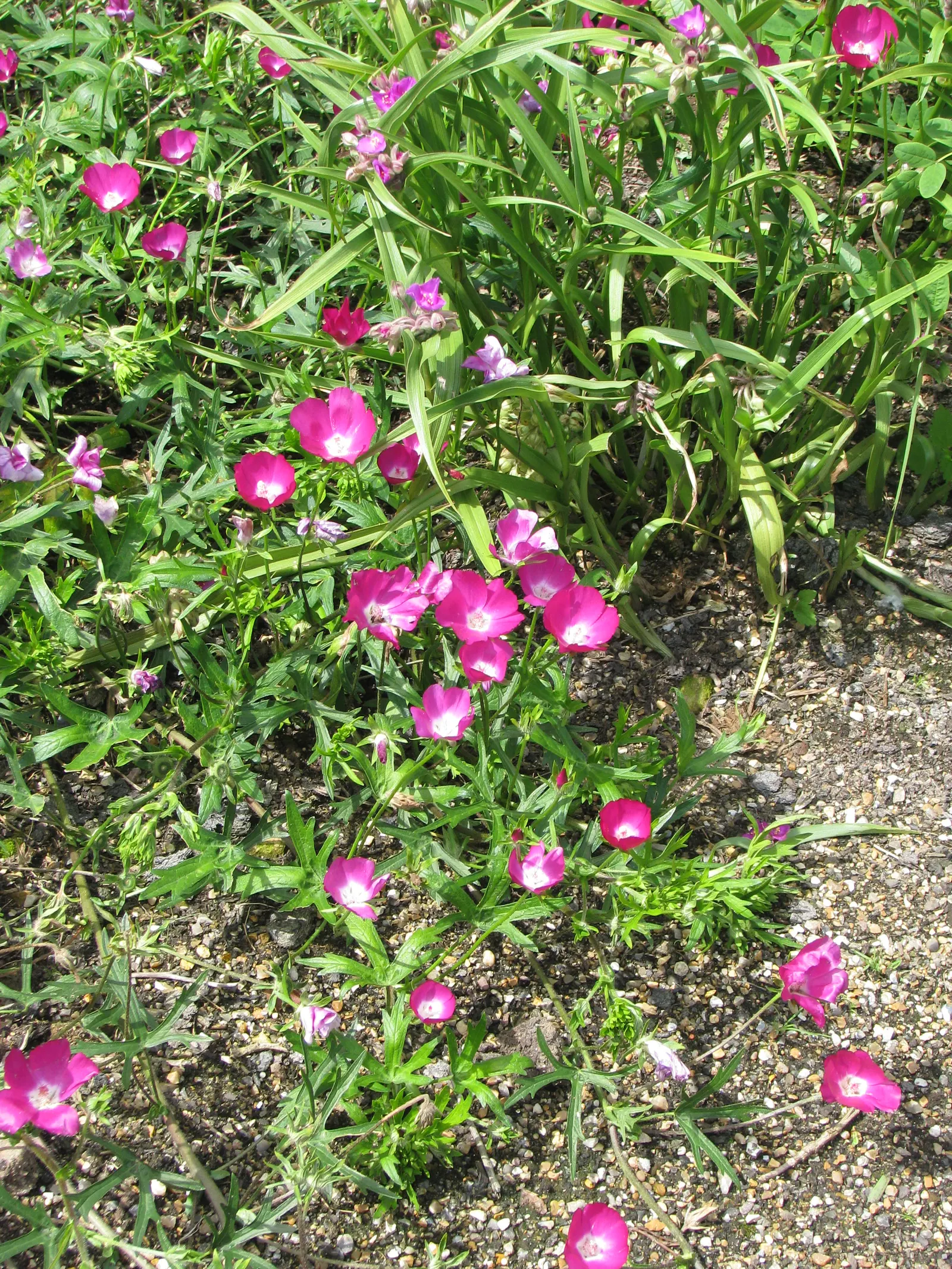 Poppy Mallow, Wine Cups (Callirhoe Involucrata) — This drought-resistant beauty thrives in USDA hardiness zones 4 through 8