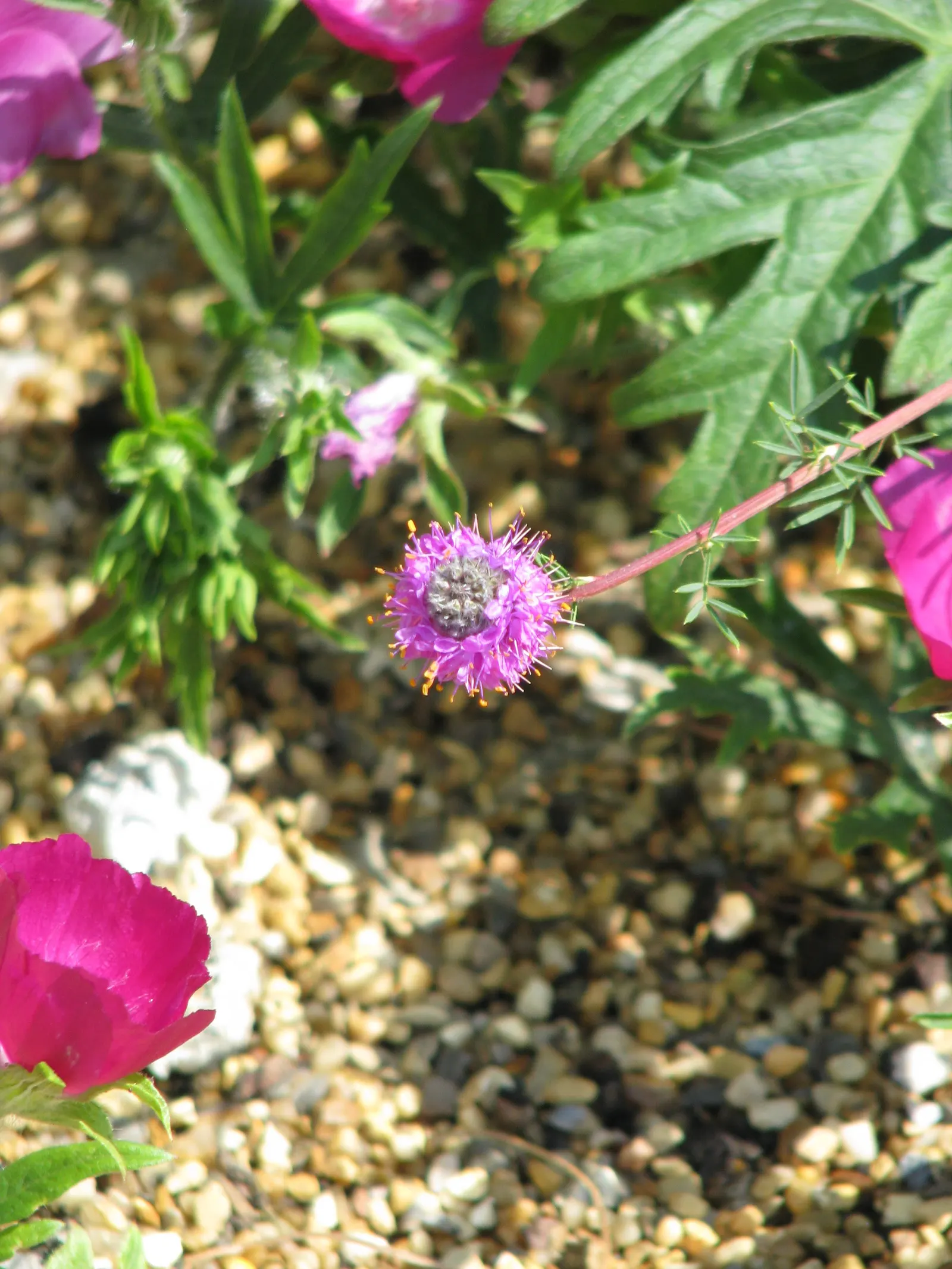 Poppy Mallow, Wine Cups (Callirhoe Involucrata) — Poppy Mallow requires well-drained soil; is a perennial groundcover that boasts vibrant magenta blooms