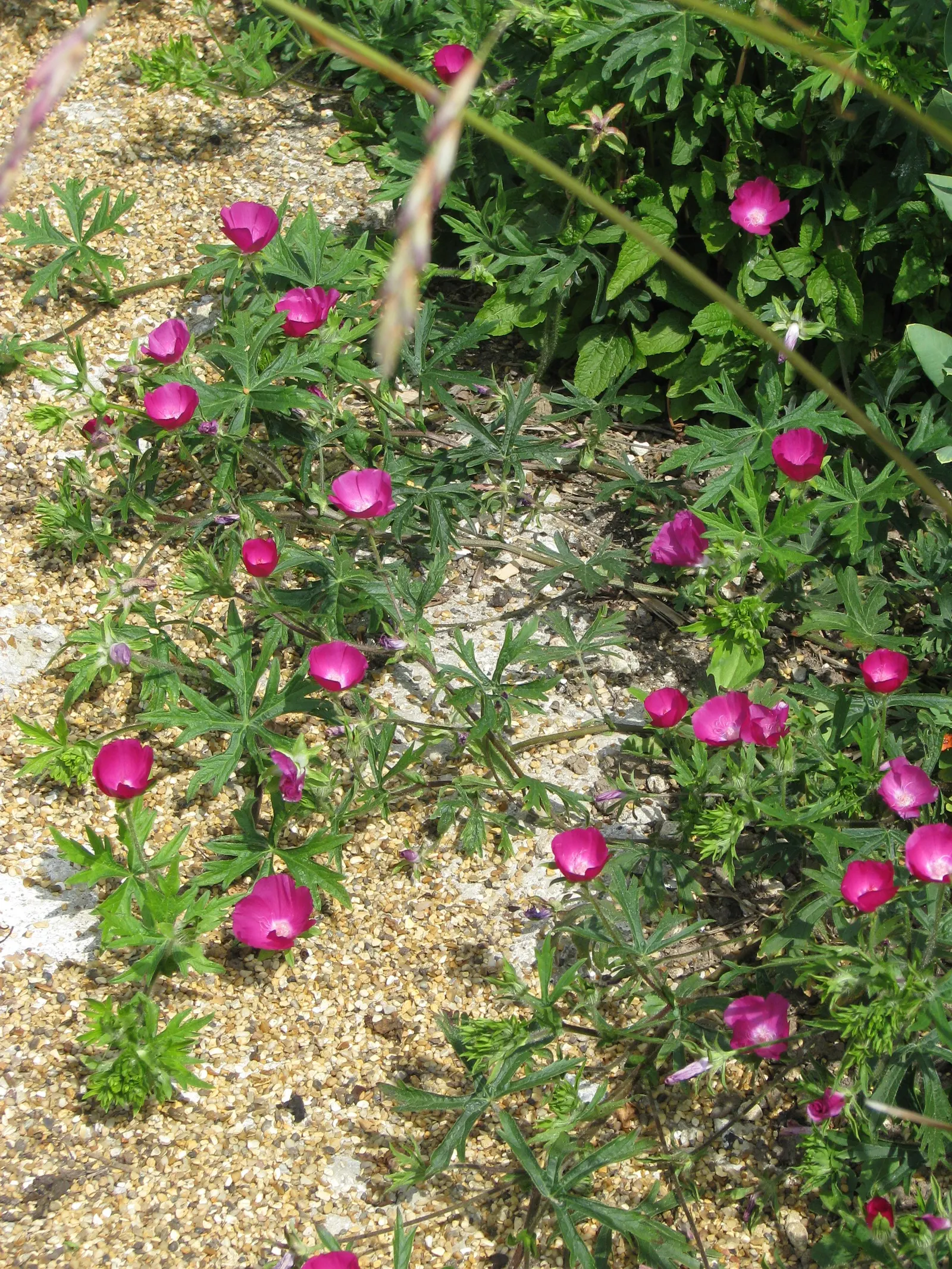 Poppy Mallow, Wine Cups (Callirhoe Involucrata) — incorporate Wine Cups as a ground cover or along the front of a border to maximize visual impact, image 43