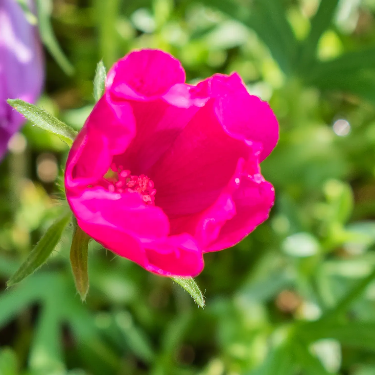 Poppy Mallow, Wine Cups (Callirhoe Involucrata) — This drought-tolerant native thrives in USDA zones 4-8, preferring full sun and well-draining soils