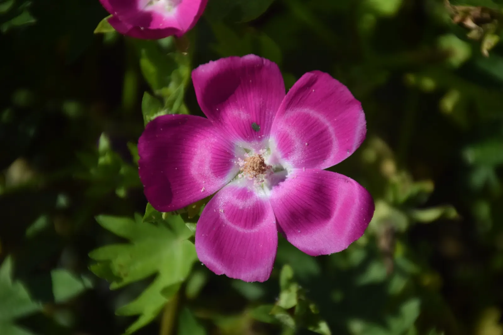 Poppy Mallow, Wine Cups (Callirhoe Involucrata) — This charismatic plant pairs well with grasses and other drought-tolerant species; blooming from late spring