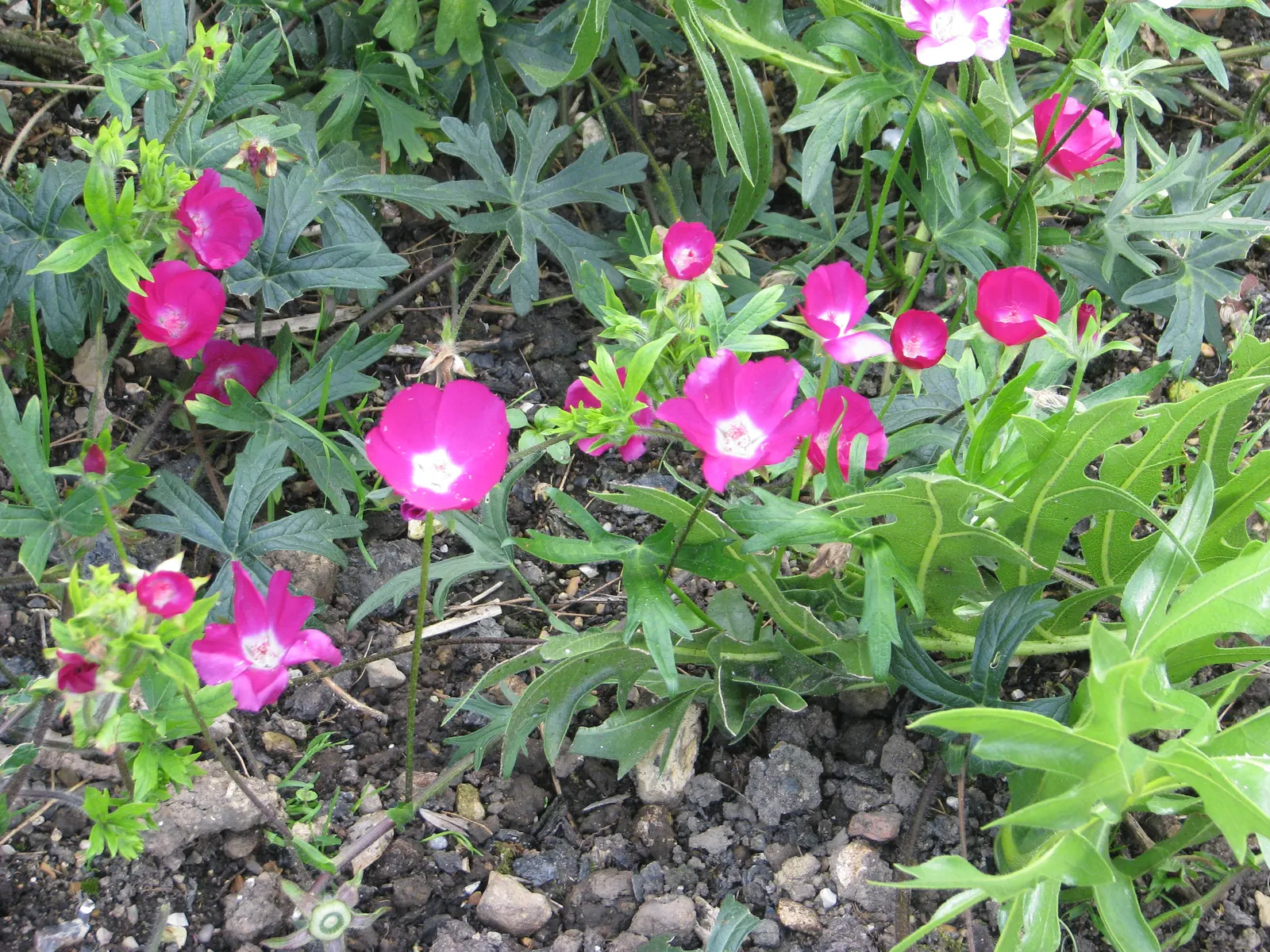 Poppy Mallow, Wine Cups (Callirhoe Involucrata) — ground cover / perennial with multi-colored and pink and purple blooms; poppy Mallow requires well-drained