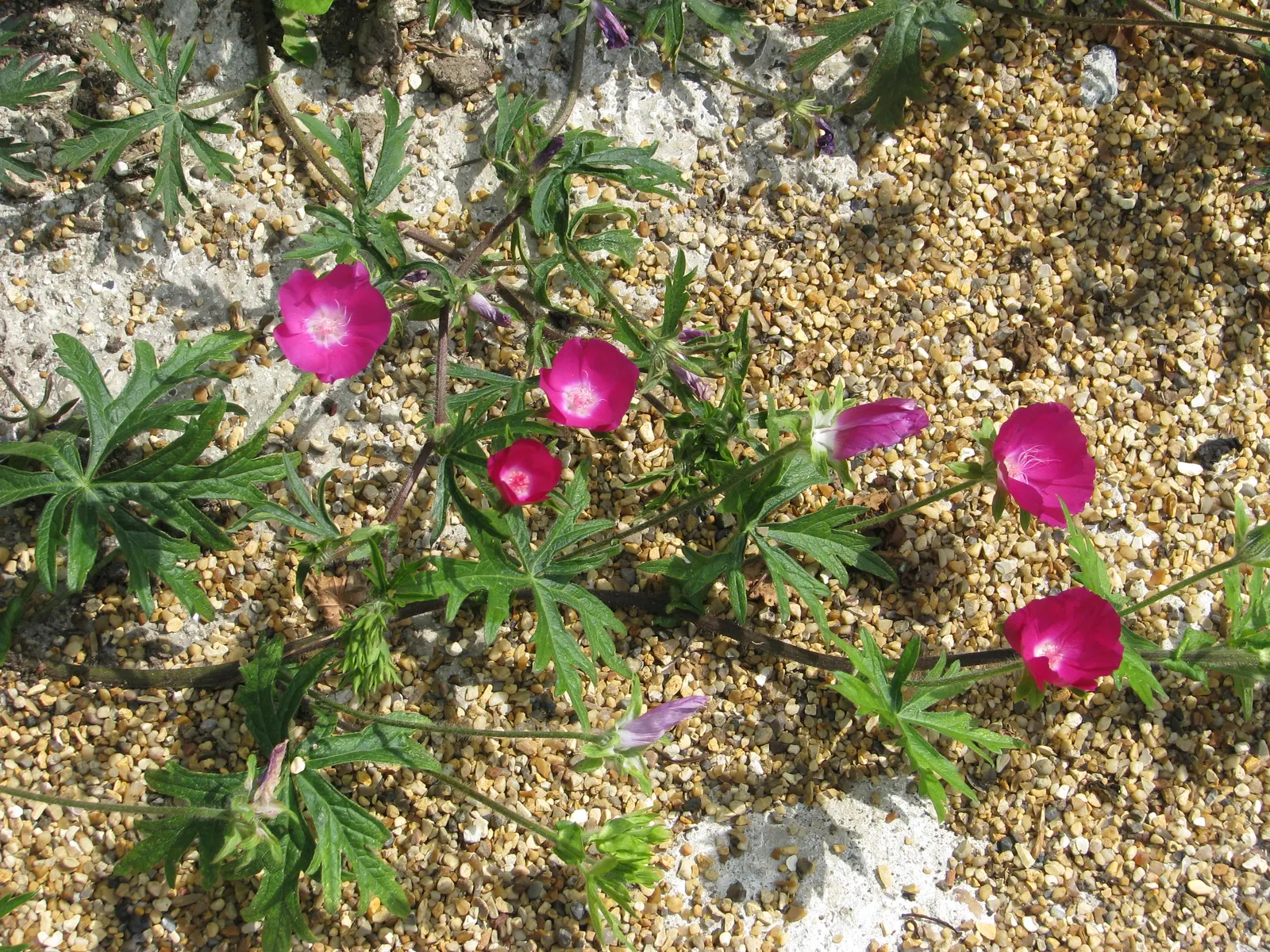 Poppy Mallow, Wine Cups (Callirhoe Involucrata) — Blooming from early summer through fall frost