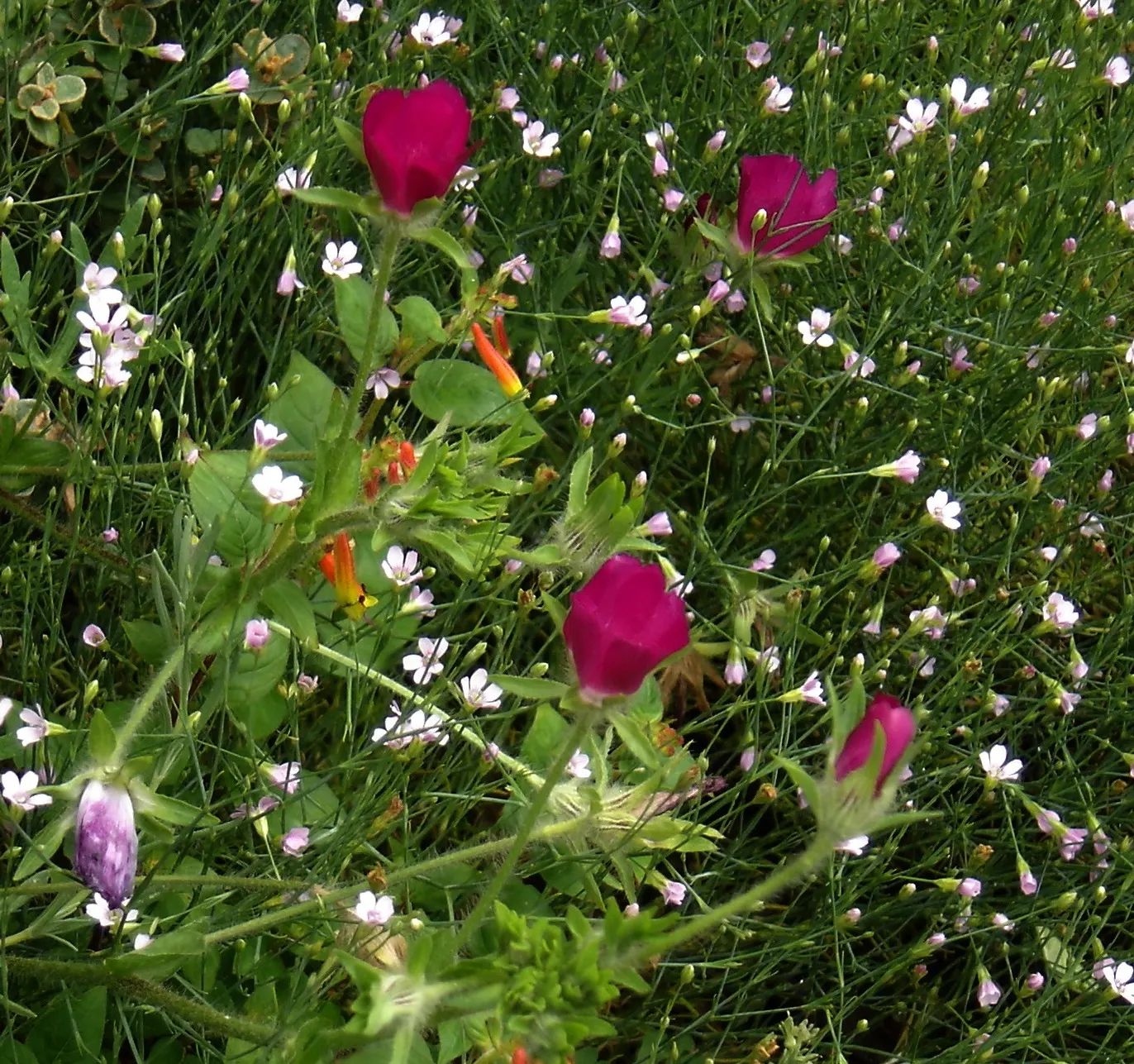 Poppy Mallow, Wine Cups (Callirhoe Involucrata) — it's also favored by pollinators; this charismatic plant pairs well with grasses and other drought-tolerant