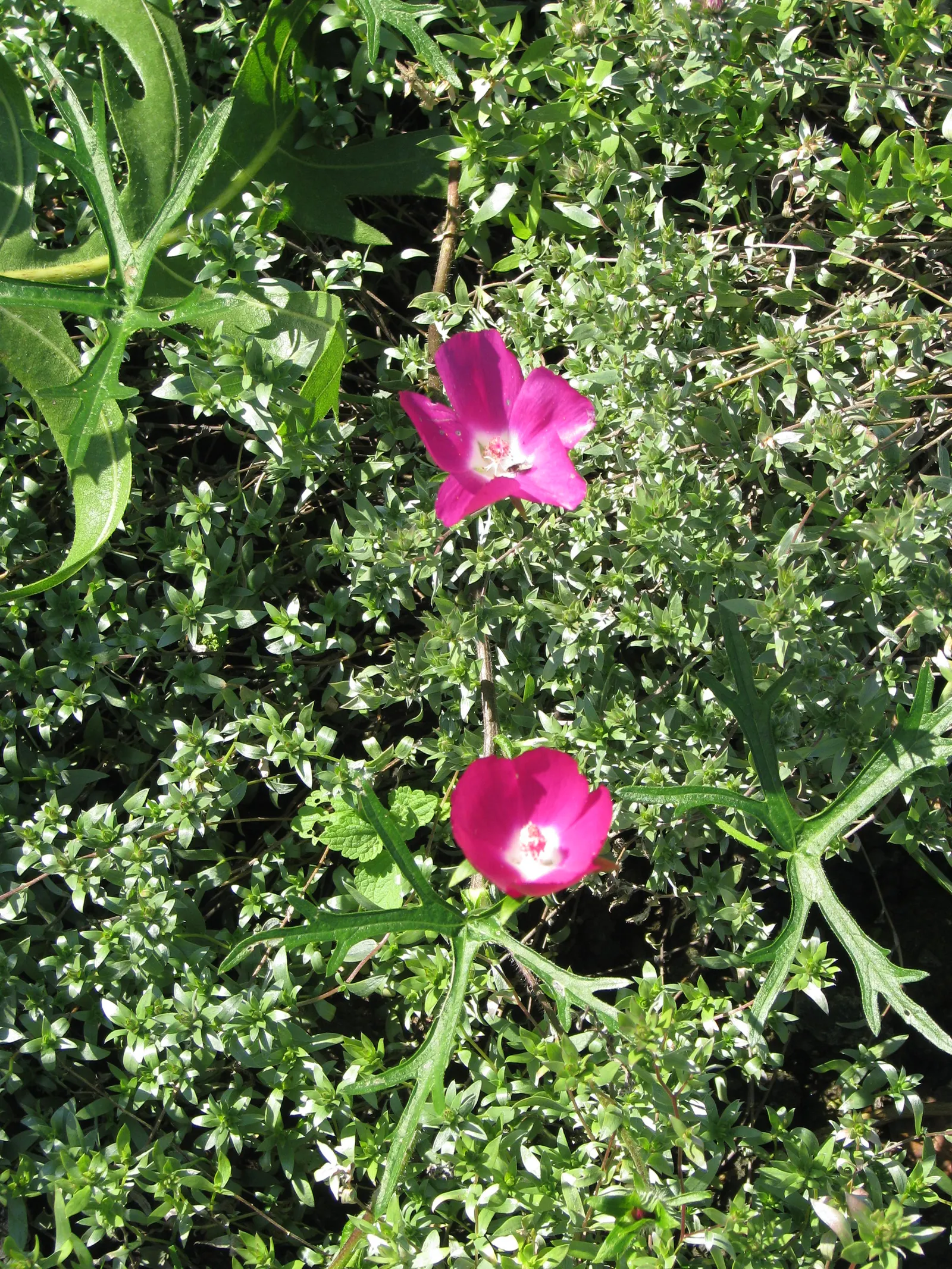 Poppy Mallow, Wine Cups (Callirhoe Involucrata) — or even clay substrates with aplomb