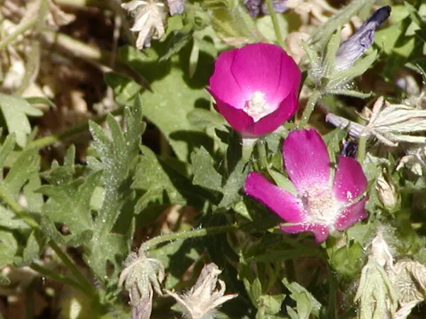 Poppy Mallow, Wine Cups (Callirhoe Involucrata) — incorporate Wine Cups as a ground cover or along the front of a border to maximize visual impact