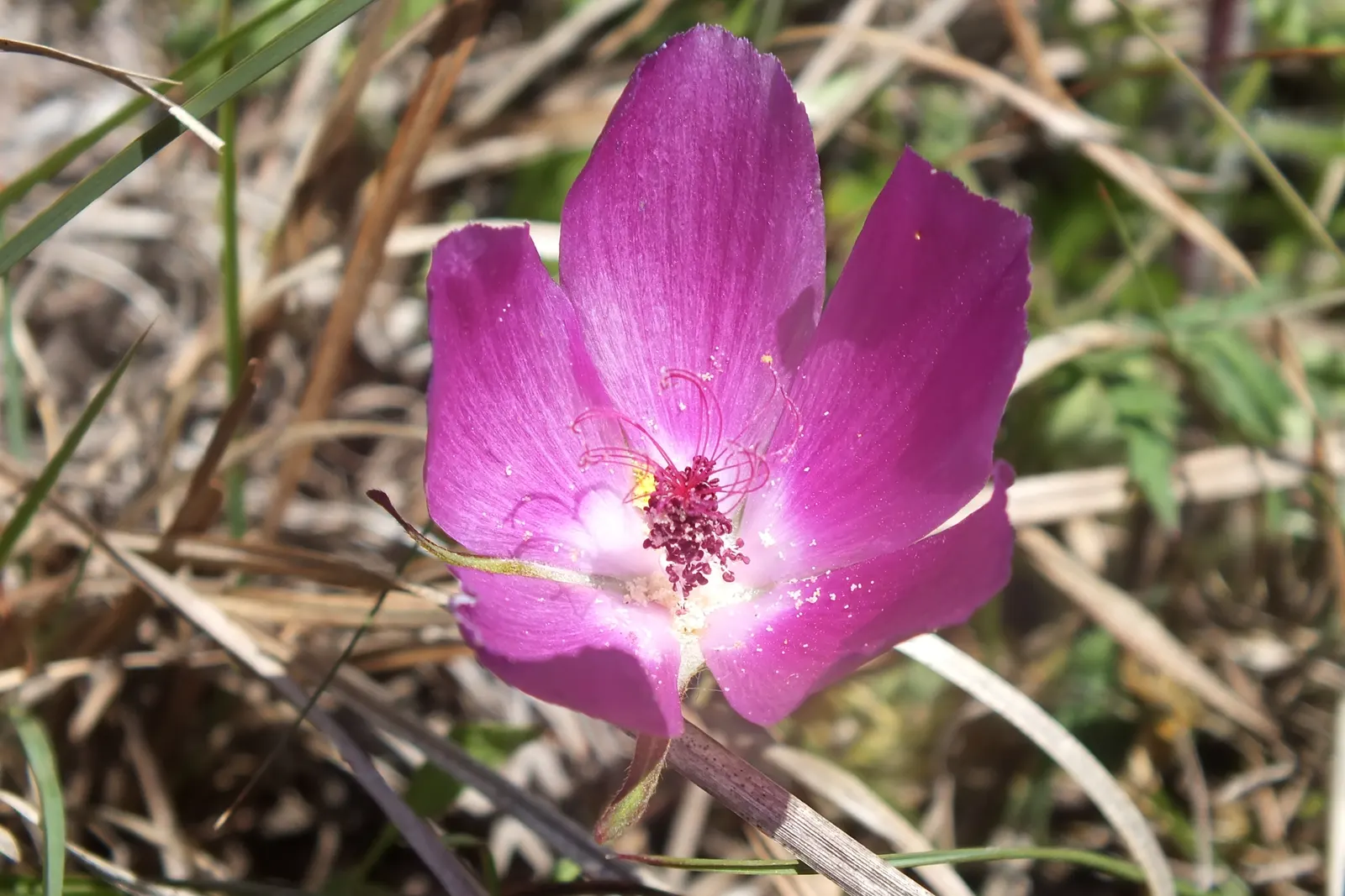 Poppy Mallow, Wine Cups (Callirhoe Involucrata) — with a modest height typically not exceeding 8 to 12 inches