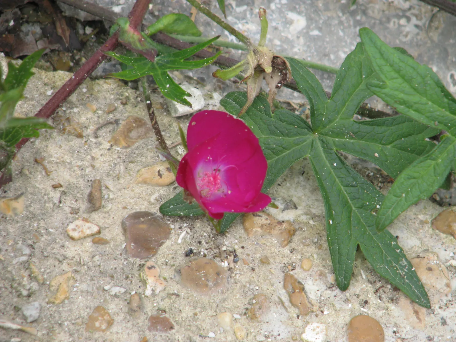 Poppy Mallow, Wine Cups (Callirhoe Involucrata) — ensuring that your garden remains a vibrant ecosystem teeming with life.<br>