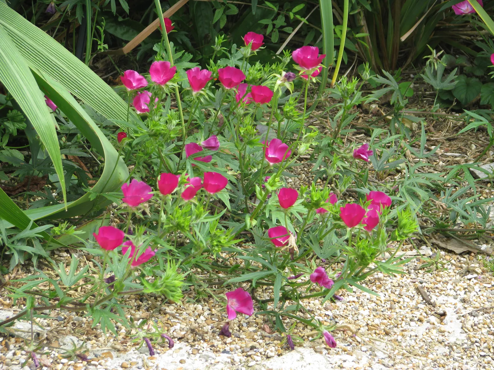 Poppy Mallow, Wine Cups (Callirhoe Involucrata) — This charismatic plant pairs well with grasses and other drought-tolerant species