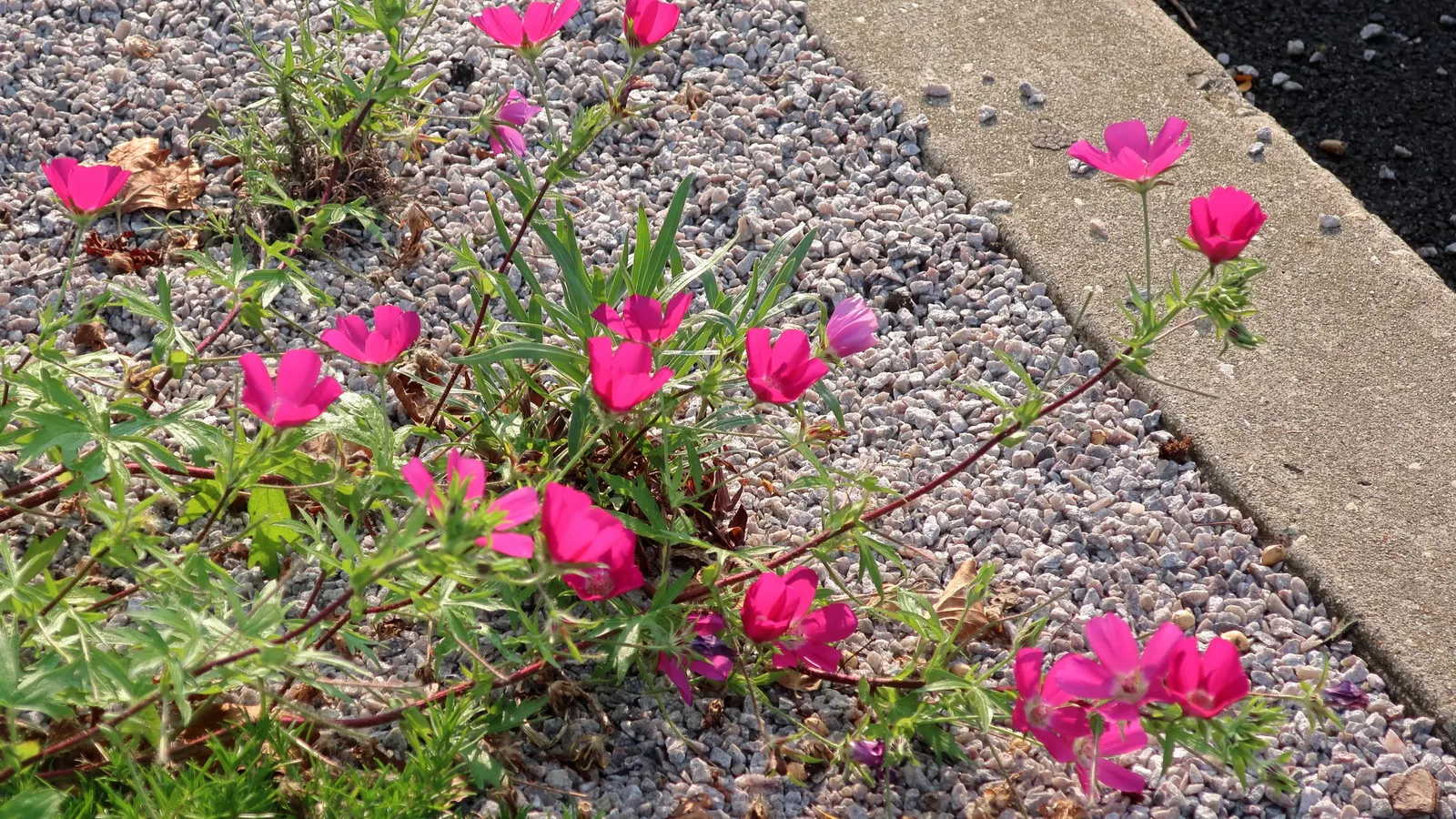 Poppy Mallow, Wine Cups (Callirhoe Involucrata) — This drought-resistant beauty thrives in USDA hardiness zones 4 through 8; provided there is good drainage