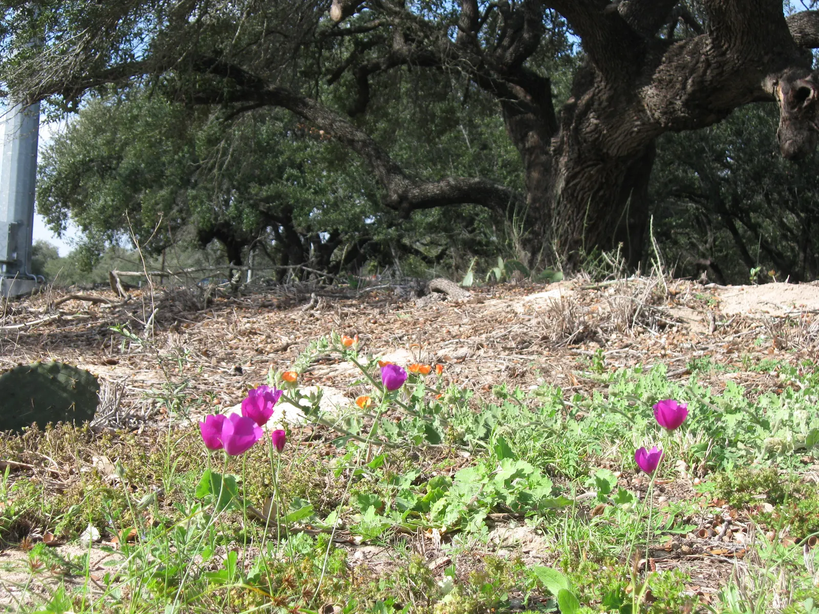 Poppy Mallow, Wine Cups (Callirhoe Involucrata) — is a perennial groundcover that boasts vibrant magenta blooms resembling cups