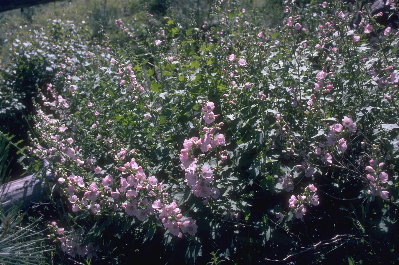 Poppy Mallow, Wine Cups (Callirhoe Involucrata) — Its deeply lobed, palmate leaves are rich green in color, creating a striking contrast against the soil; it