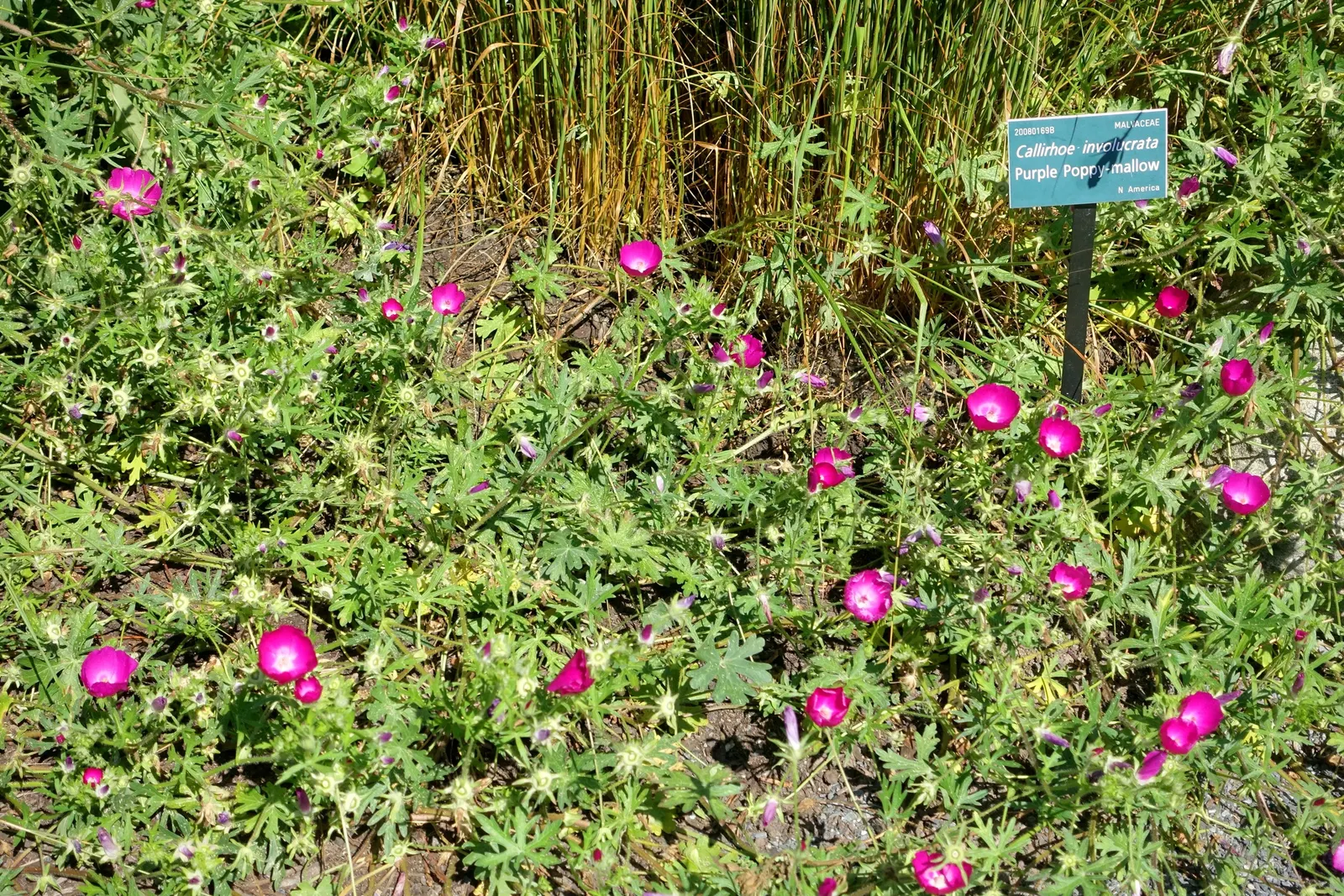 Poppy Mallow, Wine Cups (Callirhoe Involucrata) — it bursts forth with flowers up to 2 inches across; adding dynamic color and texture to the garden