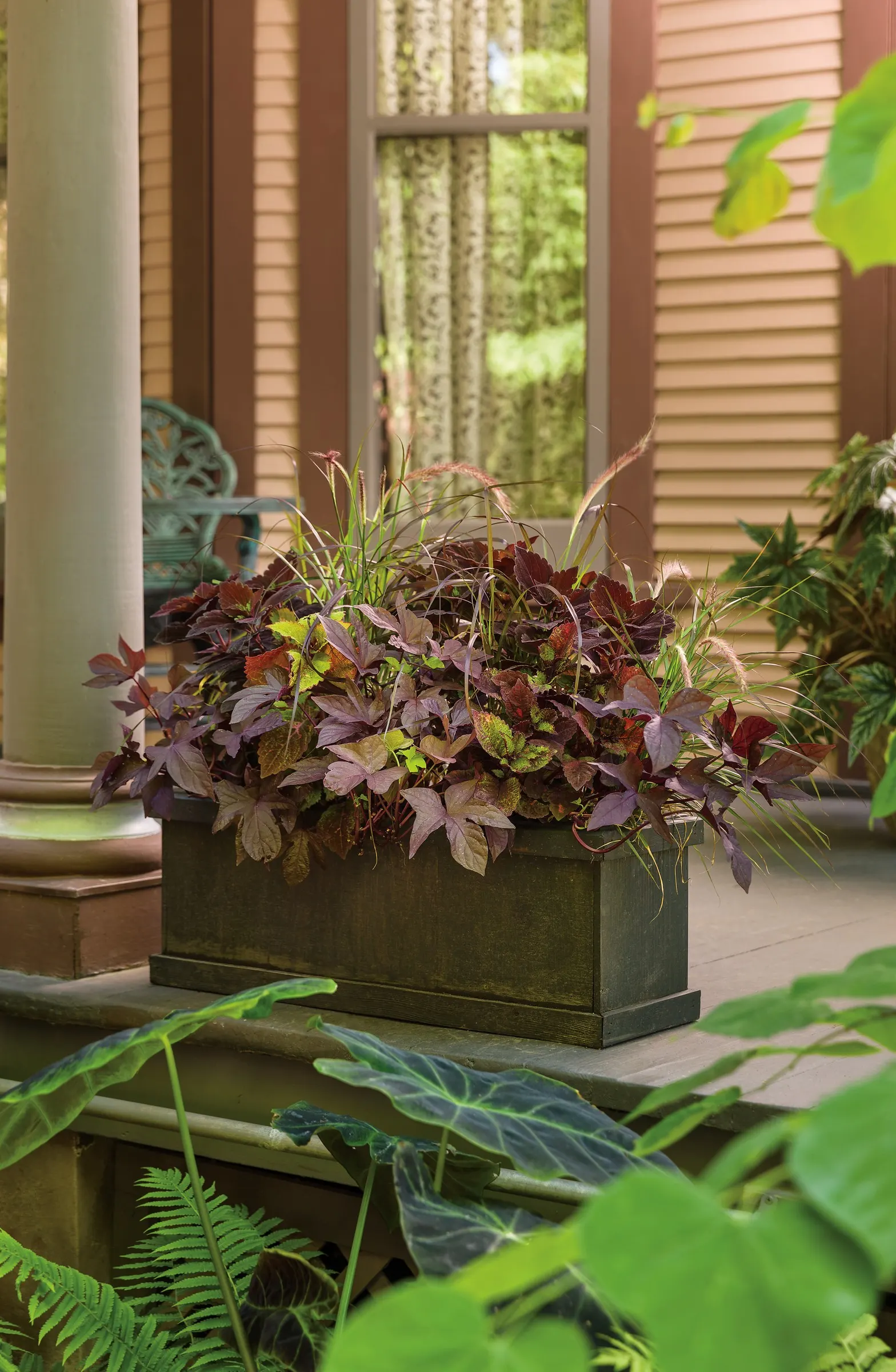 Red Hawk™ II Ornamental Sweet Potato Vine (Ipomoea) — trailing form.<br><br>This ornamental sweet potato vine performs best in part sun to full sun; cascading