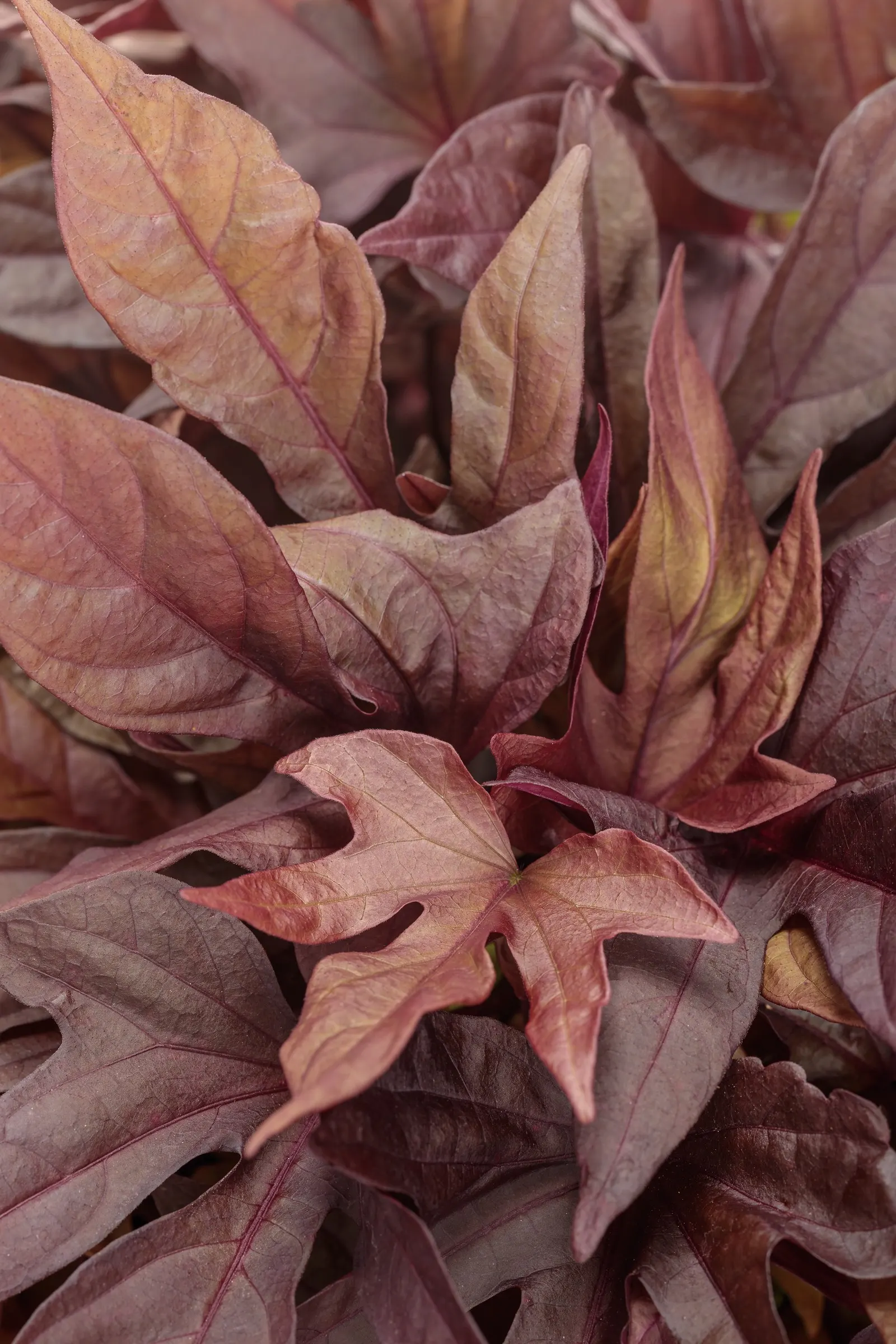Red Hawk™ II Ornamental Sweet Potato Vine (Ipomoea) — weaving through mass plantings or edging pathways with bold foliage texture; cascading over, image 120