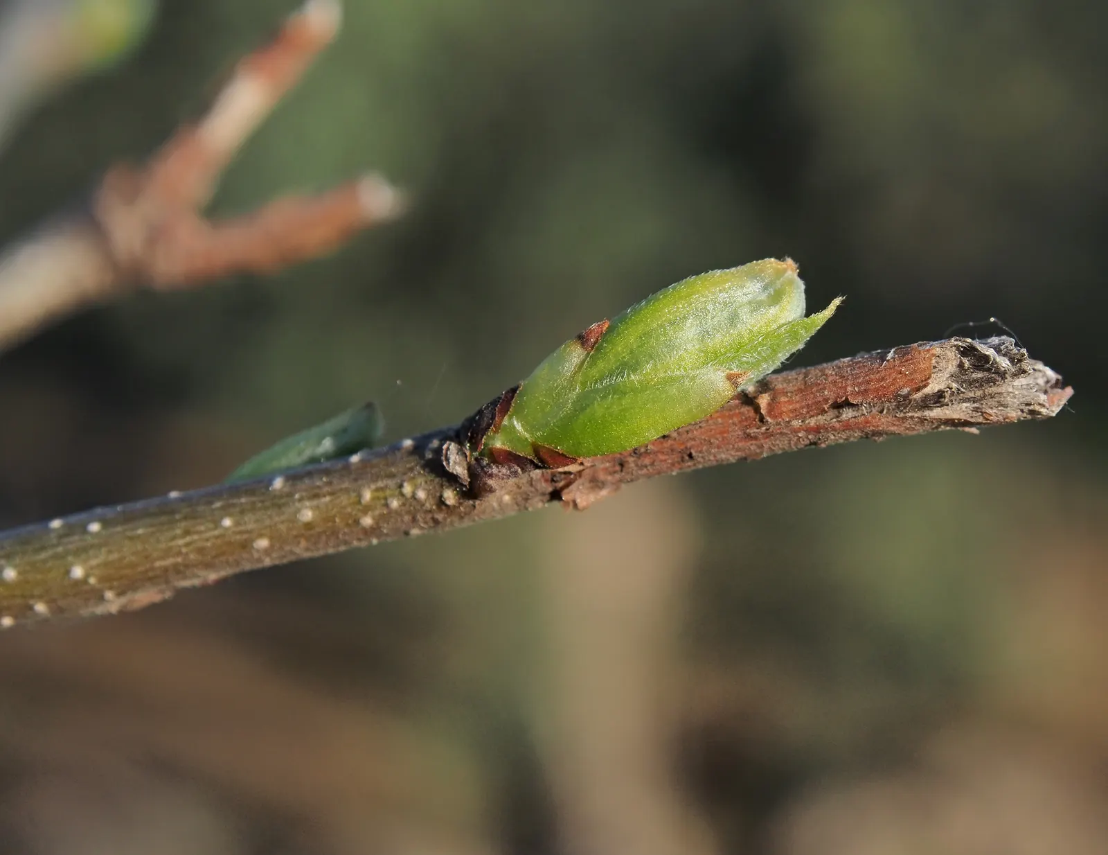 European Hackberry (Celtis Australis) — Spring brings small, inconspicuous flowers, which give way to small, edible berries in late summer; making it an