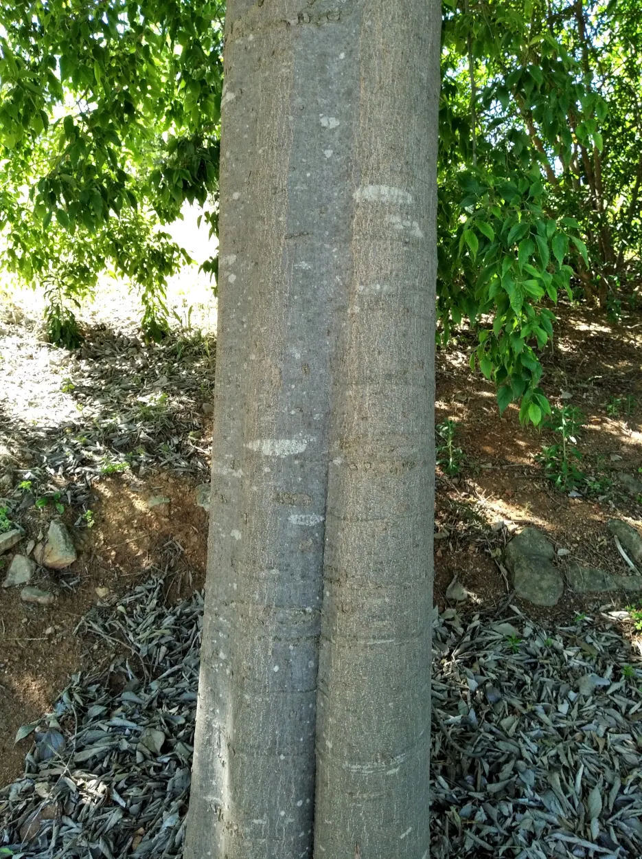 European Hackberry (Celtis Australis) — This seasonal change ensures a dynamic display throughout the year; characterized by its rough