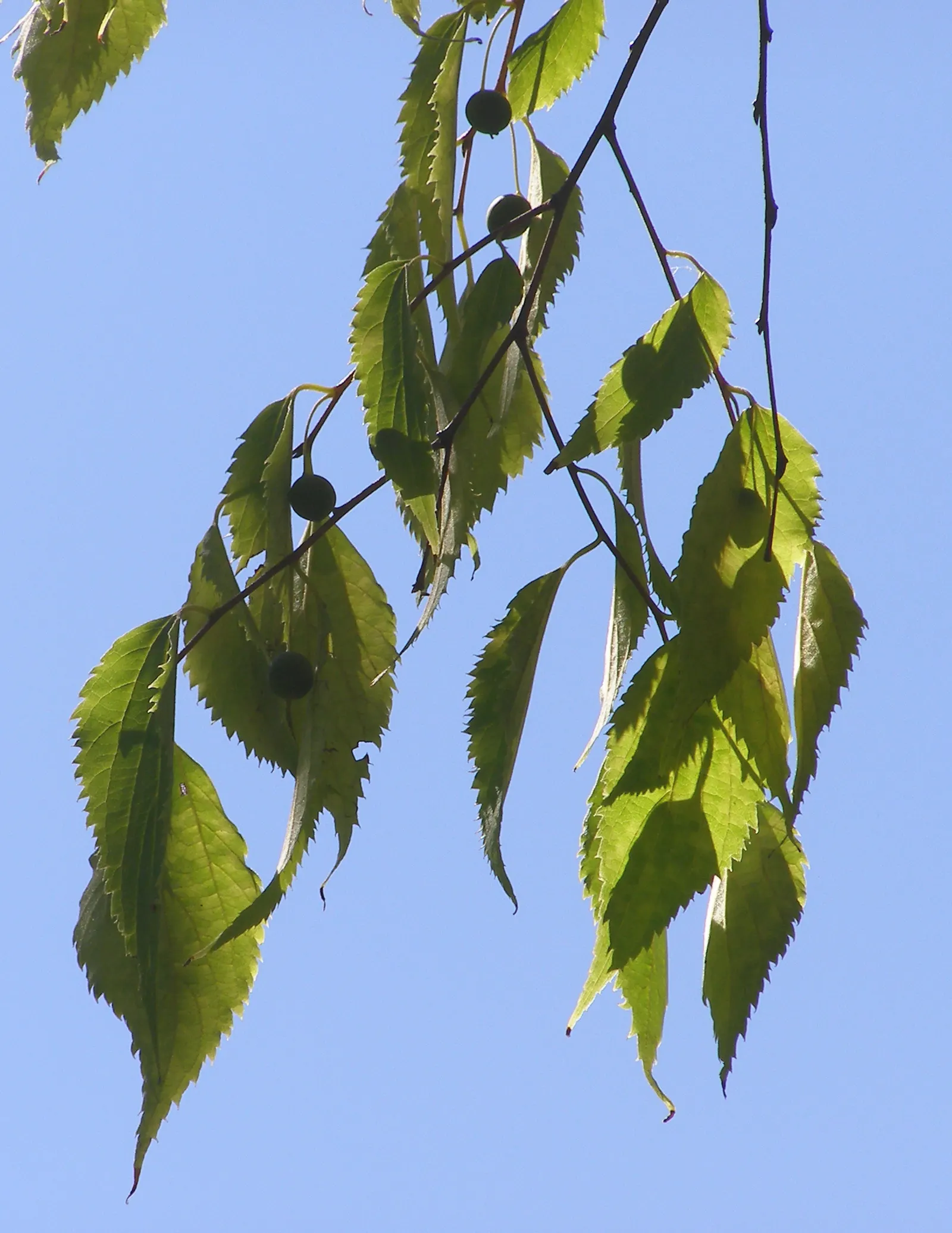 European Hackberry (Celtis Australis) — dark green upper surface that turns to a delicate yellow hue in the autumn