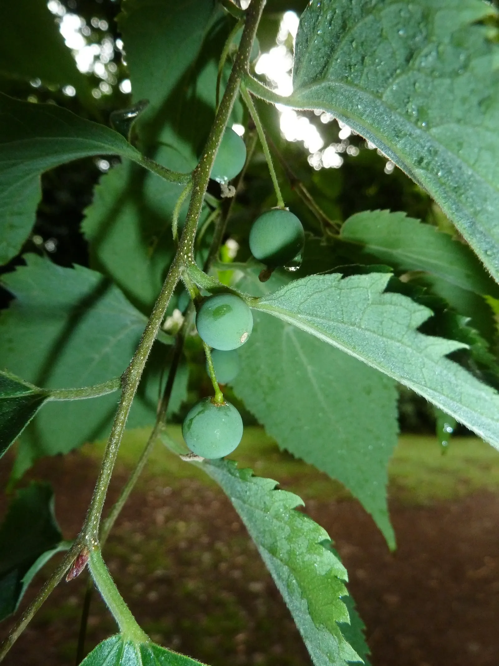 European Hackberry (Celtis Australis) — lance-shaped green leaves; remarkably drought-tolerant once established