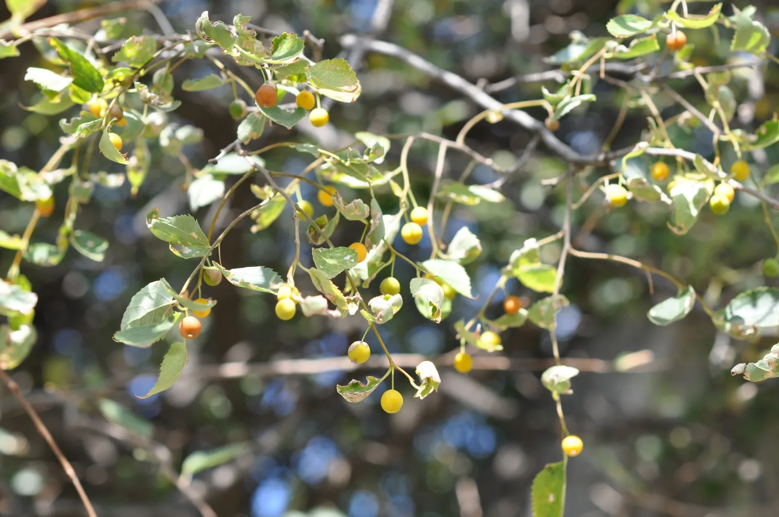 European Hackberry (Celtis Australis) — edible berries in late summer; tree for full or half