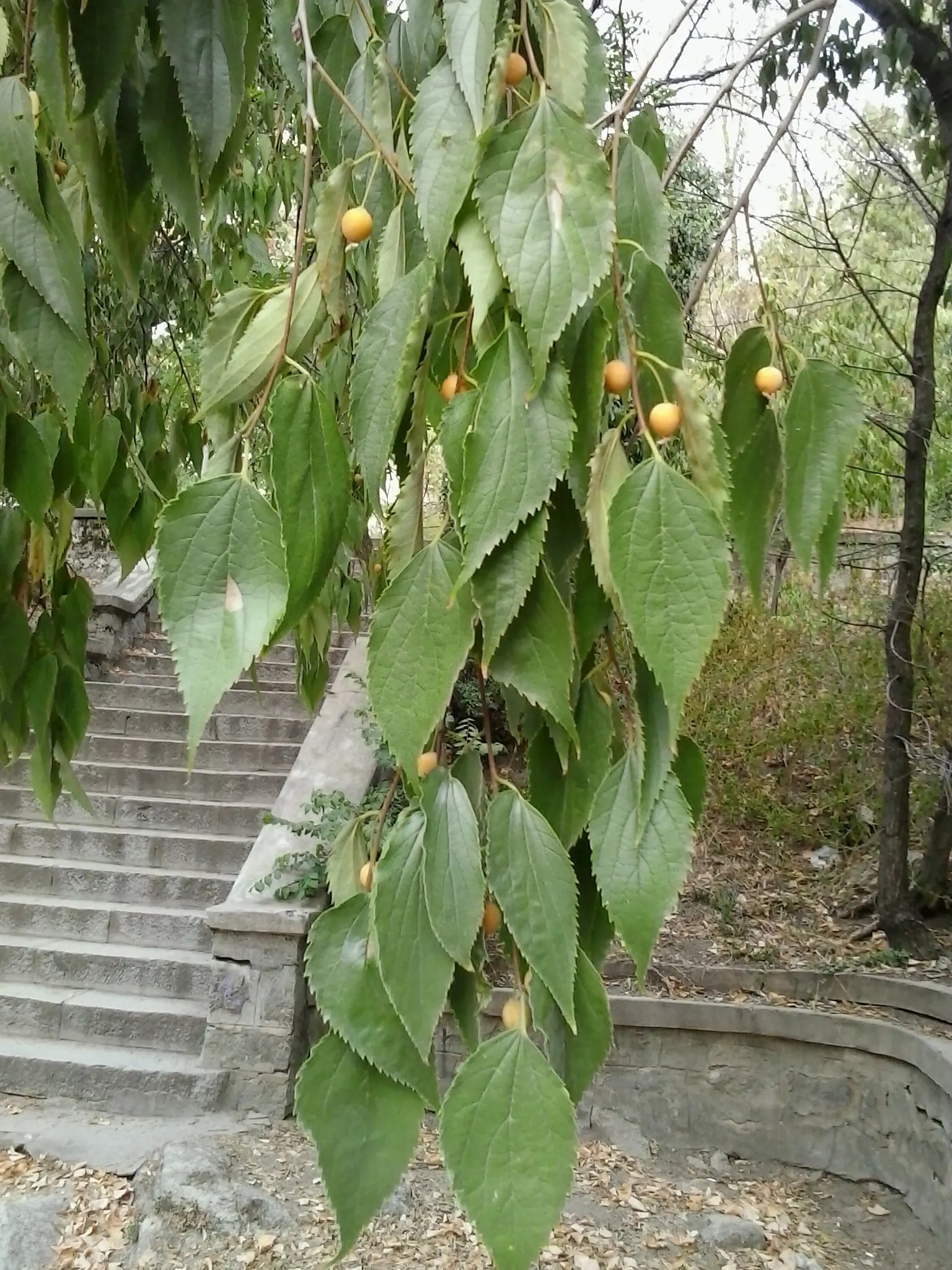 European Hackberry (Celtis Australis) — lance-shaped green leaves