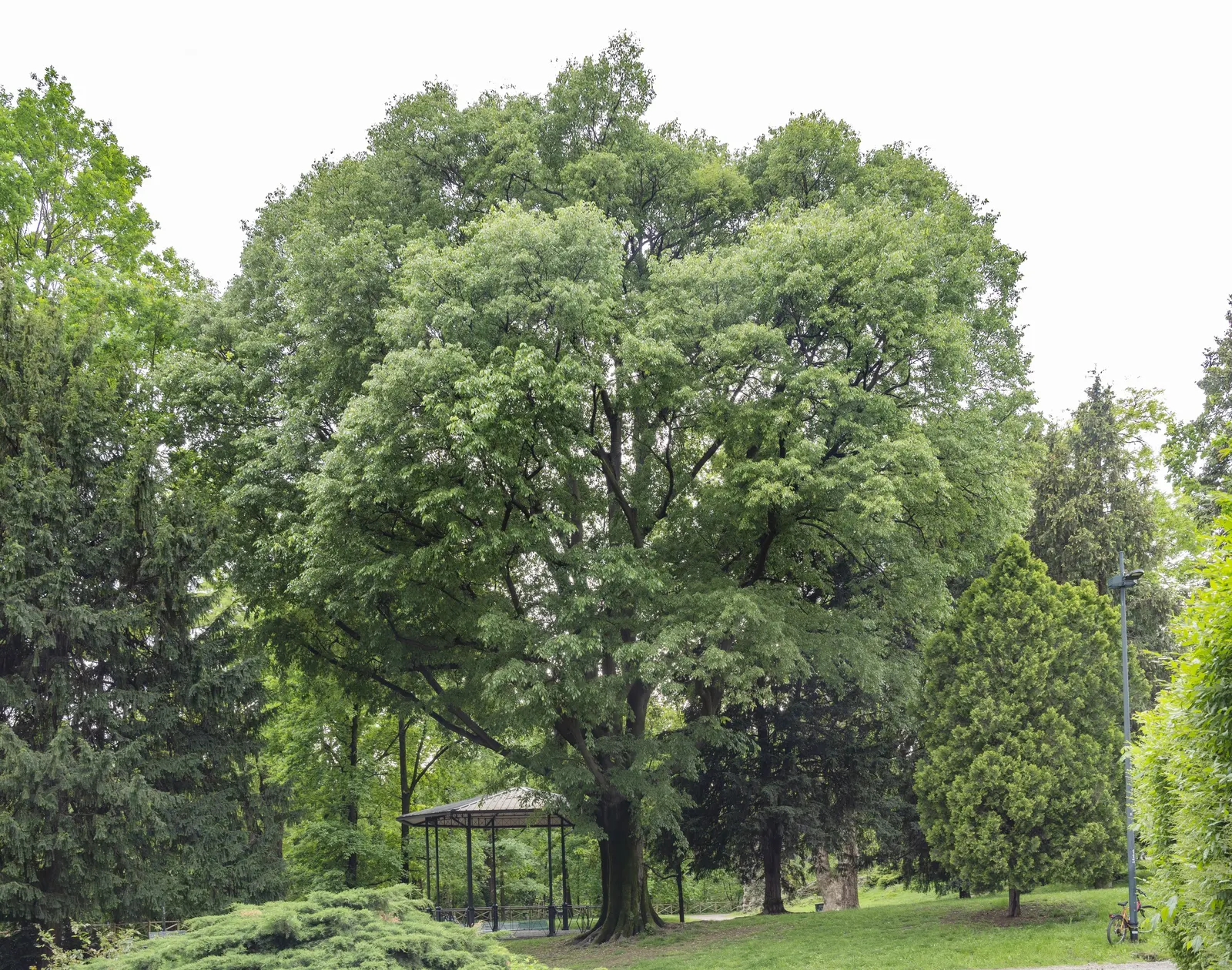 European Hackberry (Celtis Australis) — Remarkably drought-tolerant once established
