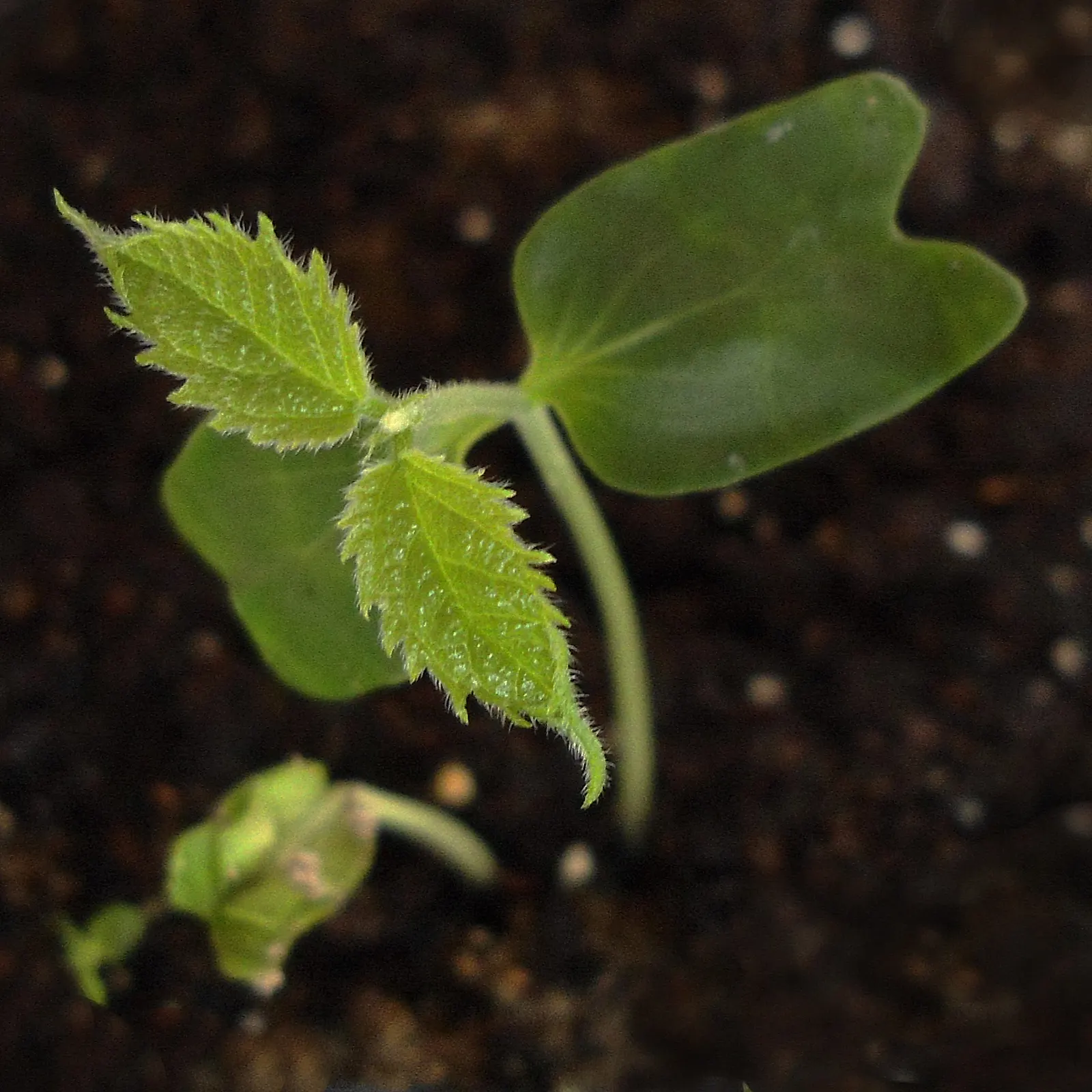 European Hackberry (Celtis Australis) — reaching heights typically between 40 and 60 feet