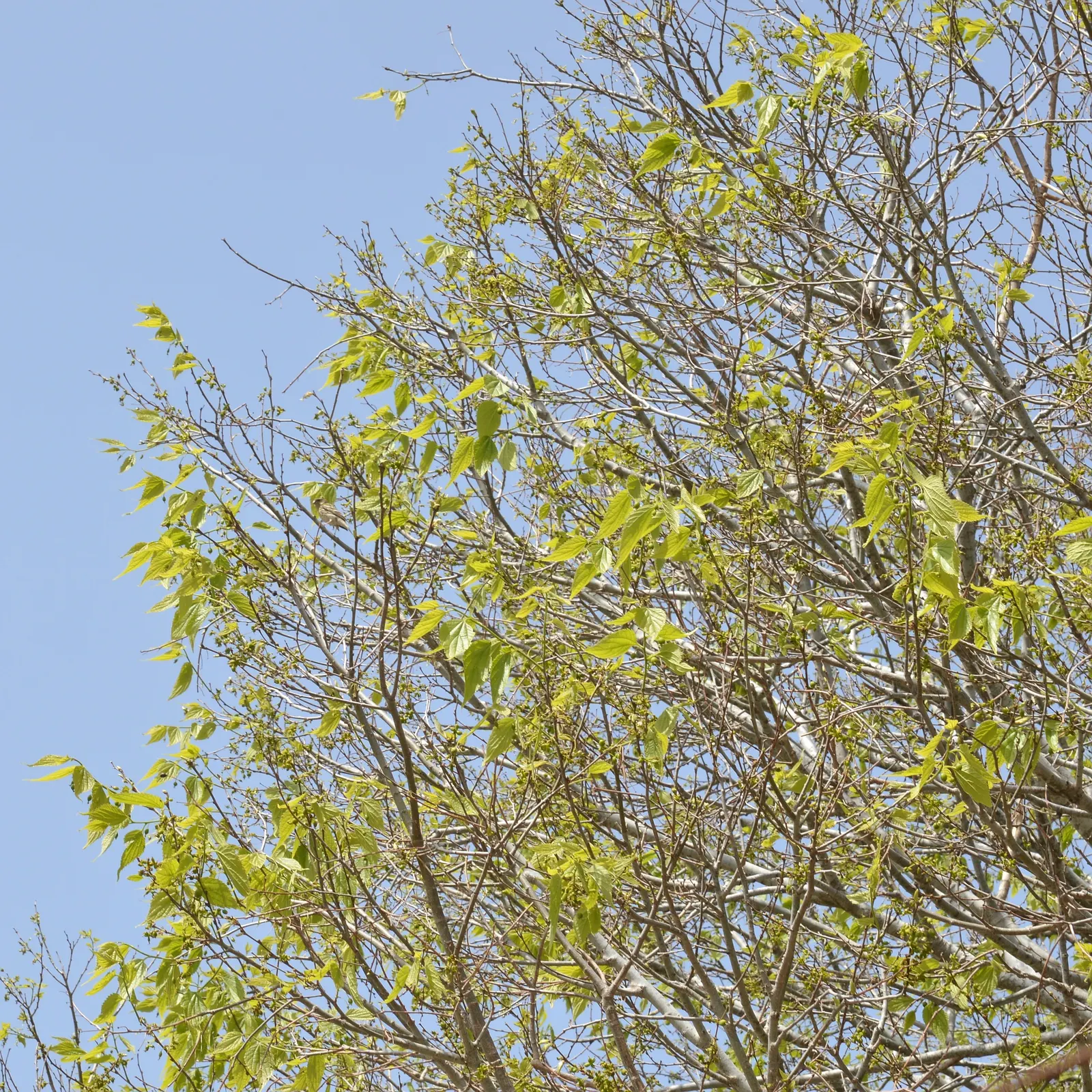 European Hackberry (Celtis Australis) — with an equally impressive spread; it offers dappled shade and grows in hardiness zones 6-9