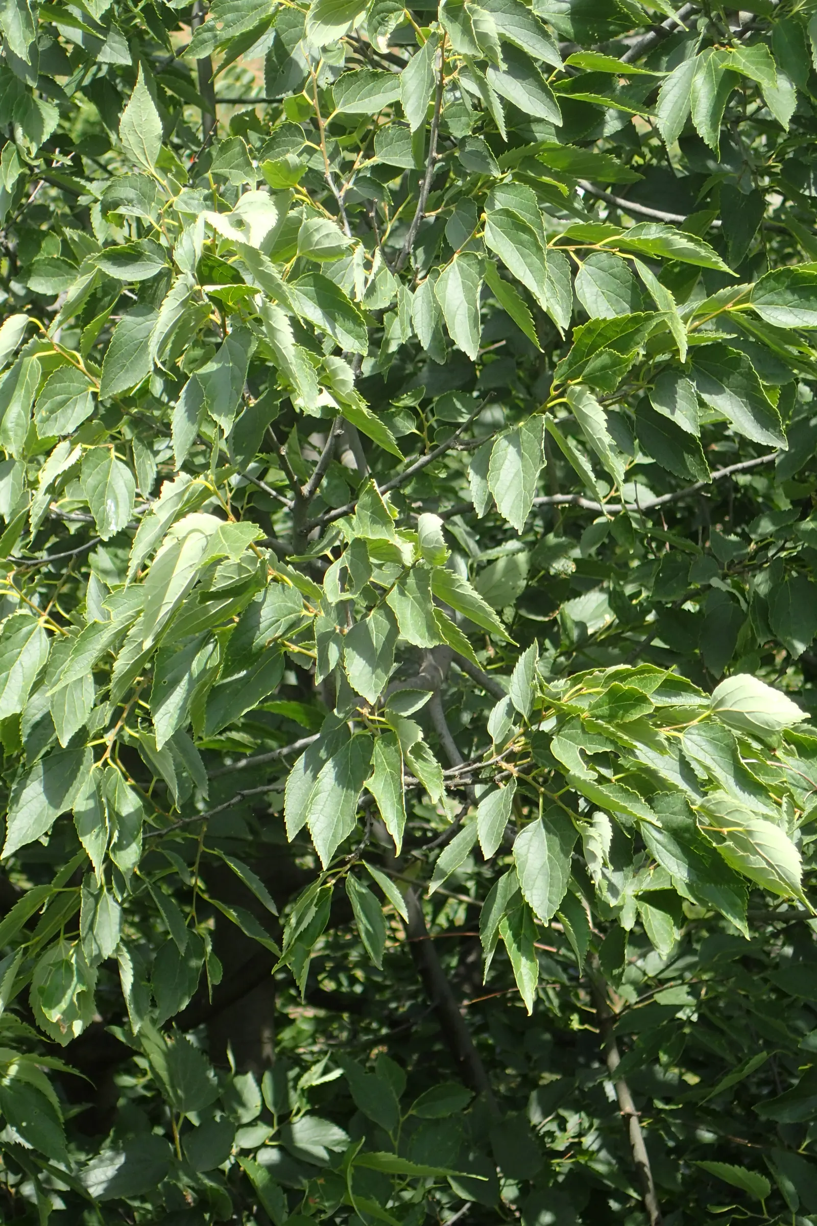 European Hackberry (Celtis Australis) — preferring full sun and well-drained soils; low-maintenance landscapes