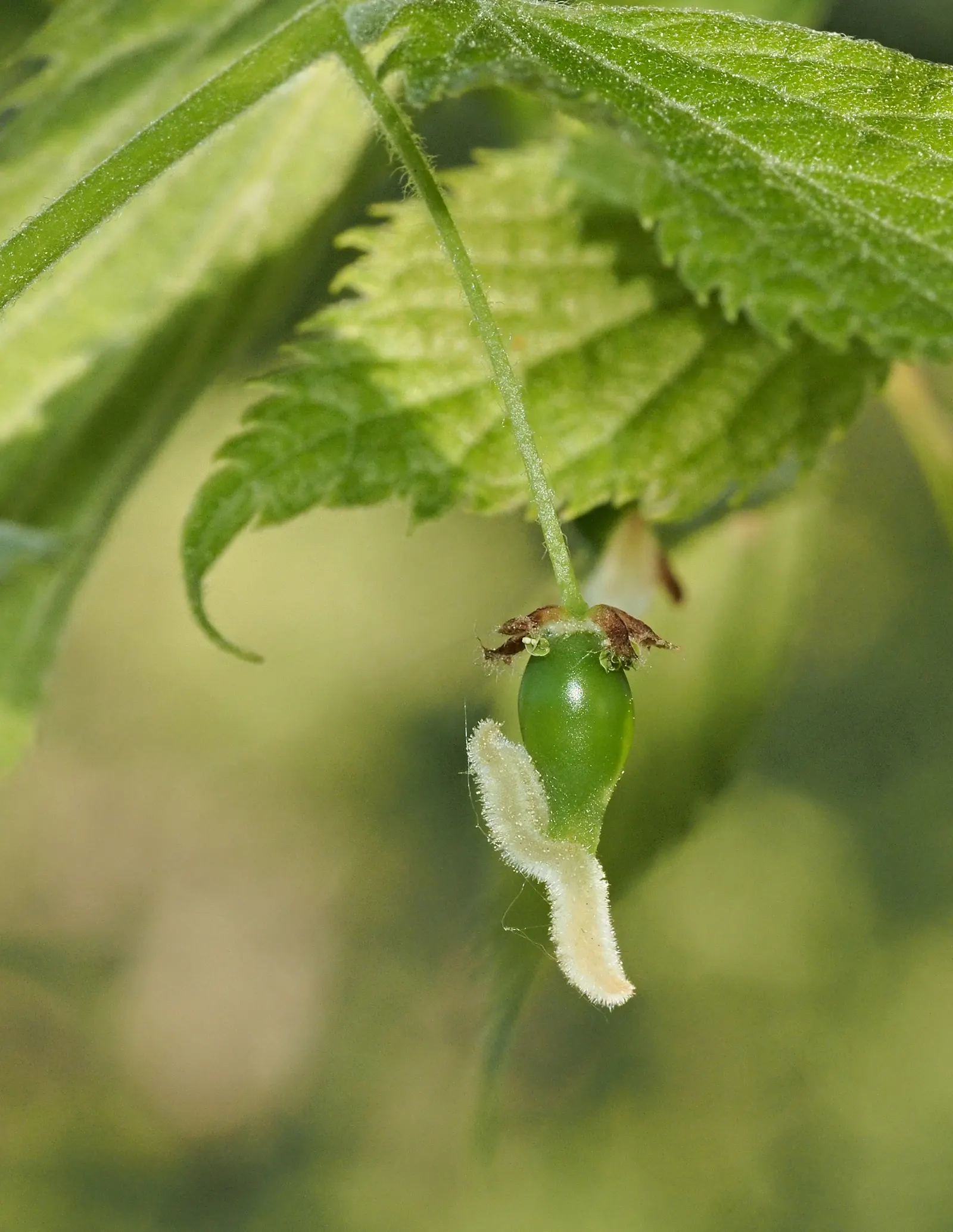 European Hackberry (Celtis Australis) — edible berries in late summer
