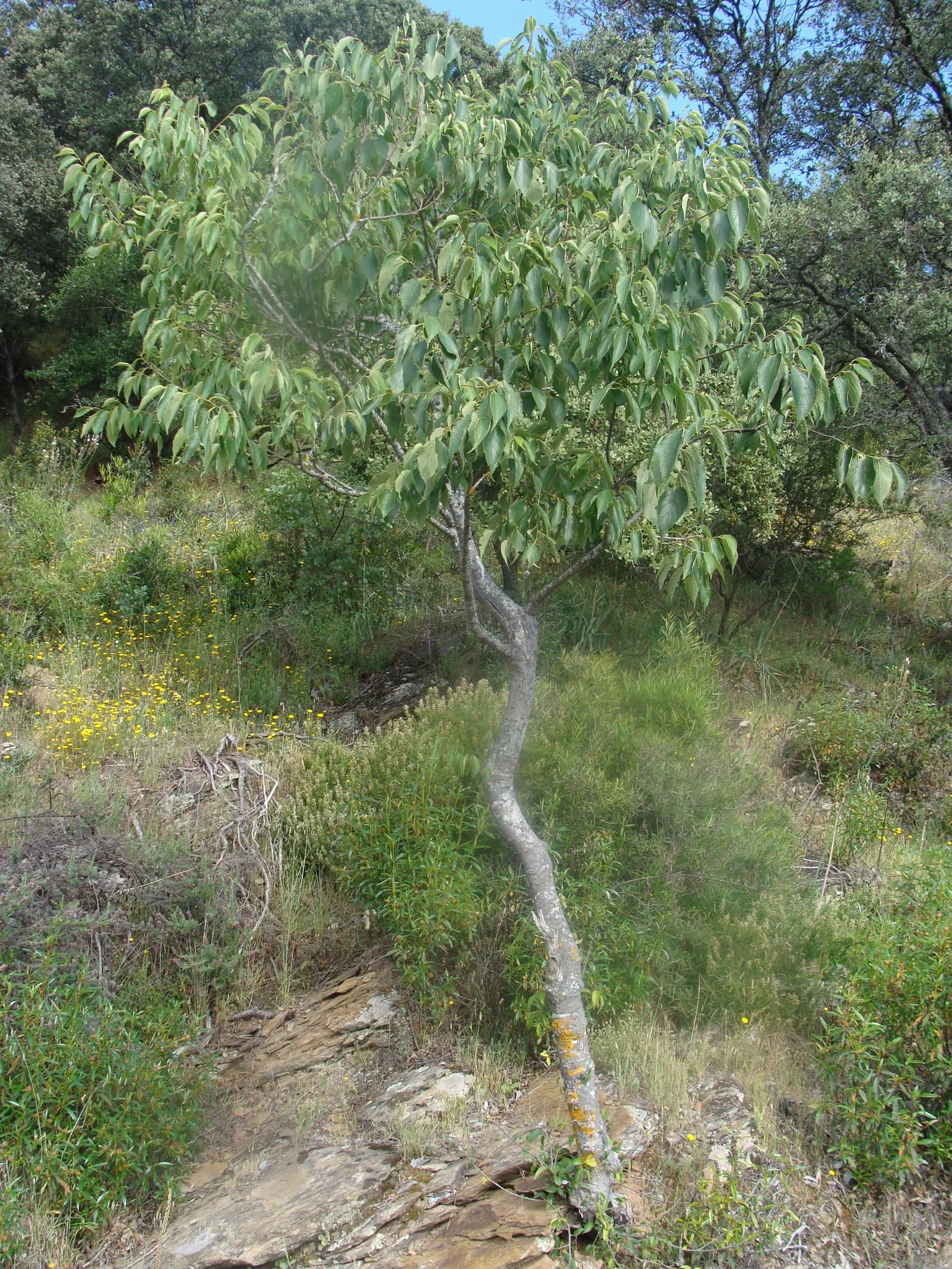 European Hackberry (Celtis Australis) — is a deciduous tree growing to a height of 65-100 feet with a spread of 40-50 feet at maturity