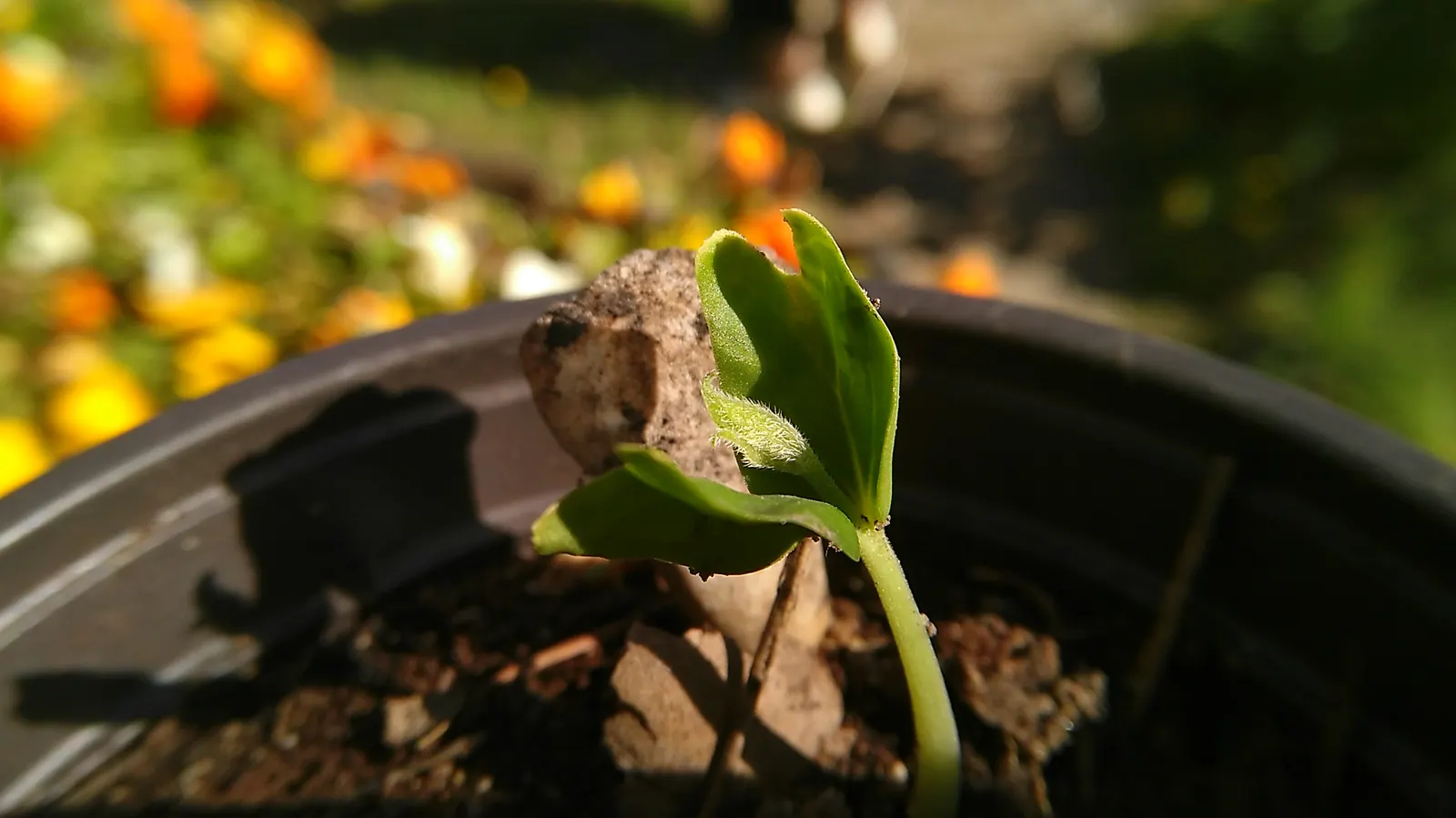 European Hackberry (Celtis Australis) — measuring about 2 to 4 inches long