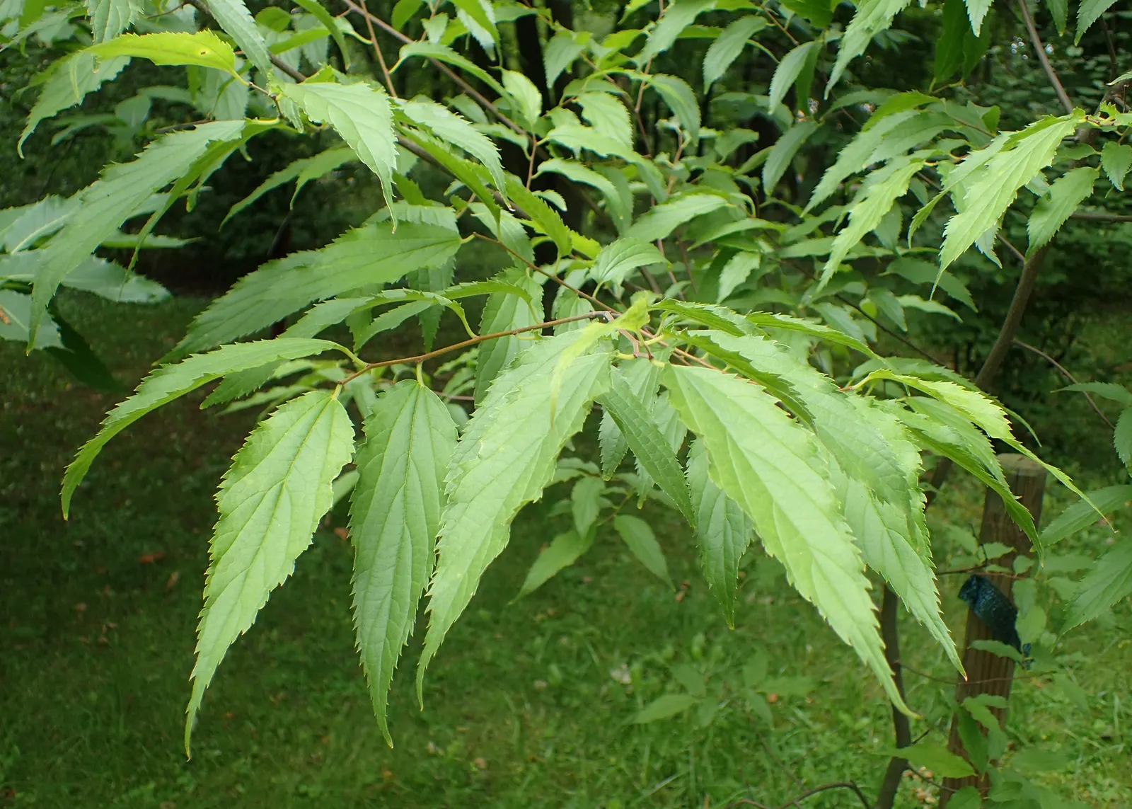 European Hackberry (Celtis Australis) — it offers dappled shade and grows in hardiness zones 6-9; dark green upper surface that turns to a delicate yellow hue