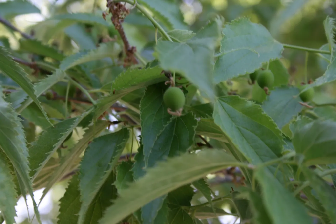 European Hackberry (Celtis Australis) — this tree is an excellent choice for a garden centerpiece or as part of a mixed border; offers both aesthetic appeal
