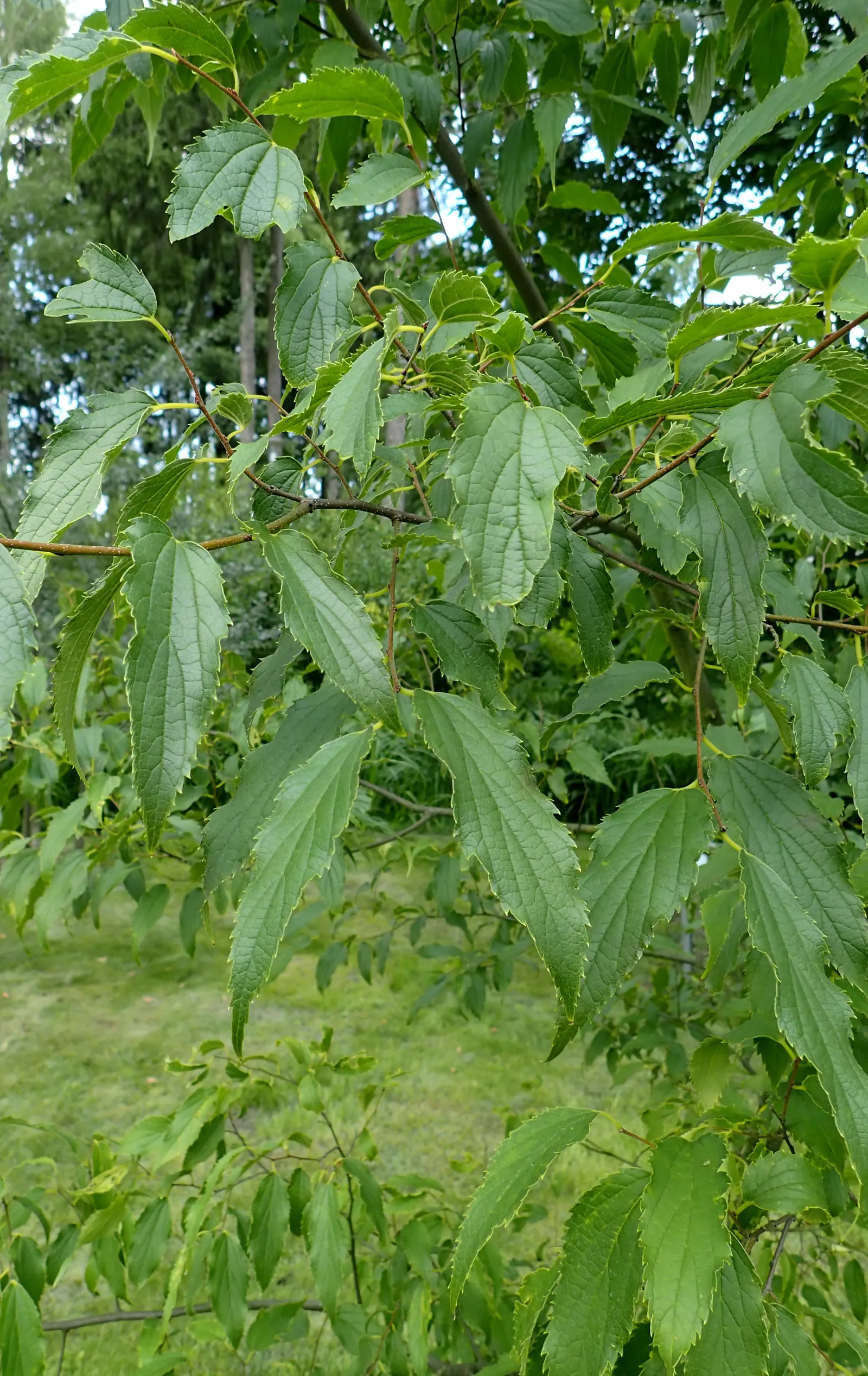 European Hackberry (Celtis Australis) — Celtis australis is adaptable to a range of soil types but thrives in well-drained