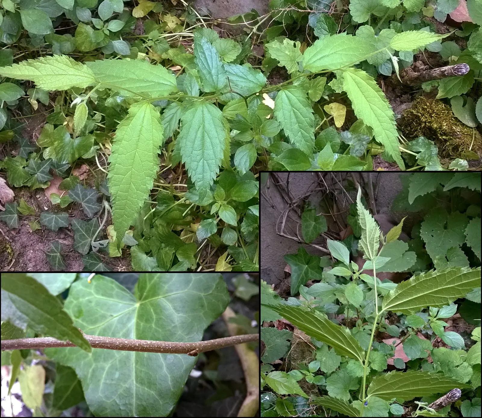 European Hackberry (Celtis Australis) — This seasonal change ensures a dynamic display throughout the year
