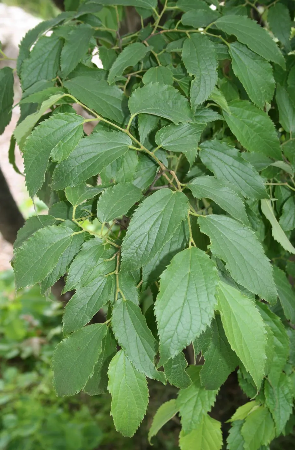 European Hackberry (Celtis Australis) — the European Hackberry requires minimal irrigation