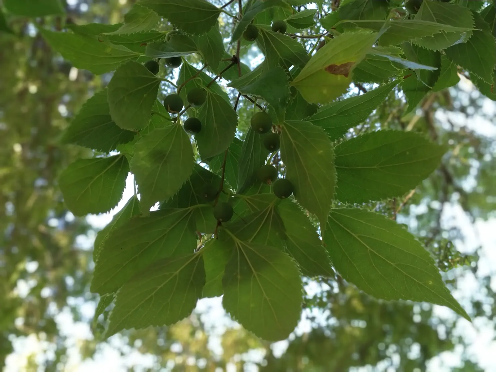 European Hackberry (Celtis Australis) — Characterized by its rough