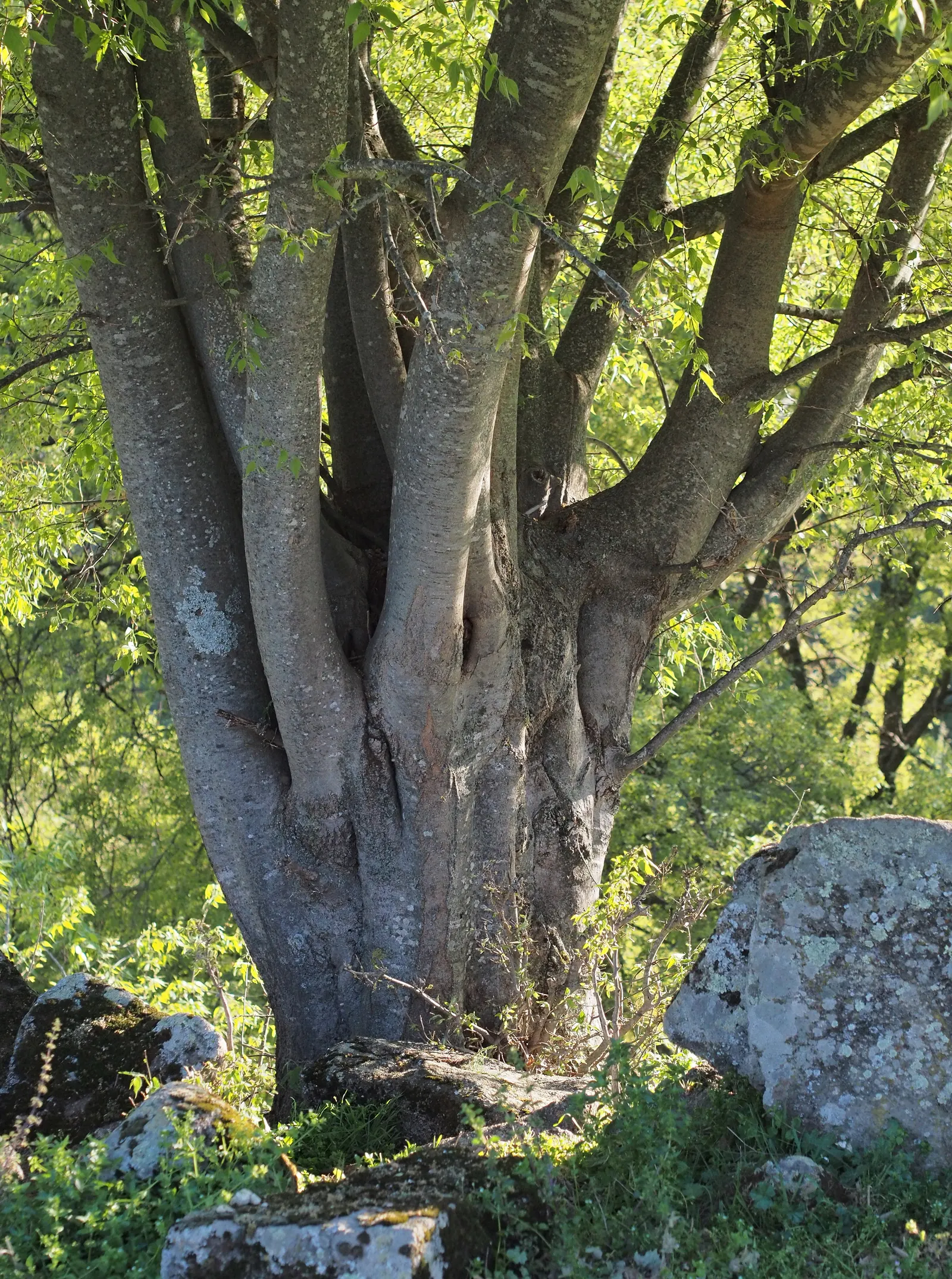 European Hackberry (Celtis Australis) — This deciduous tree possesses a broad