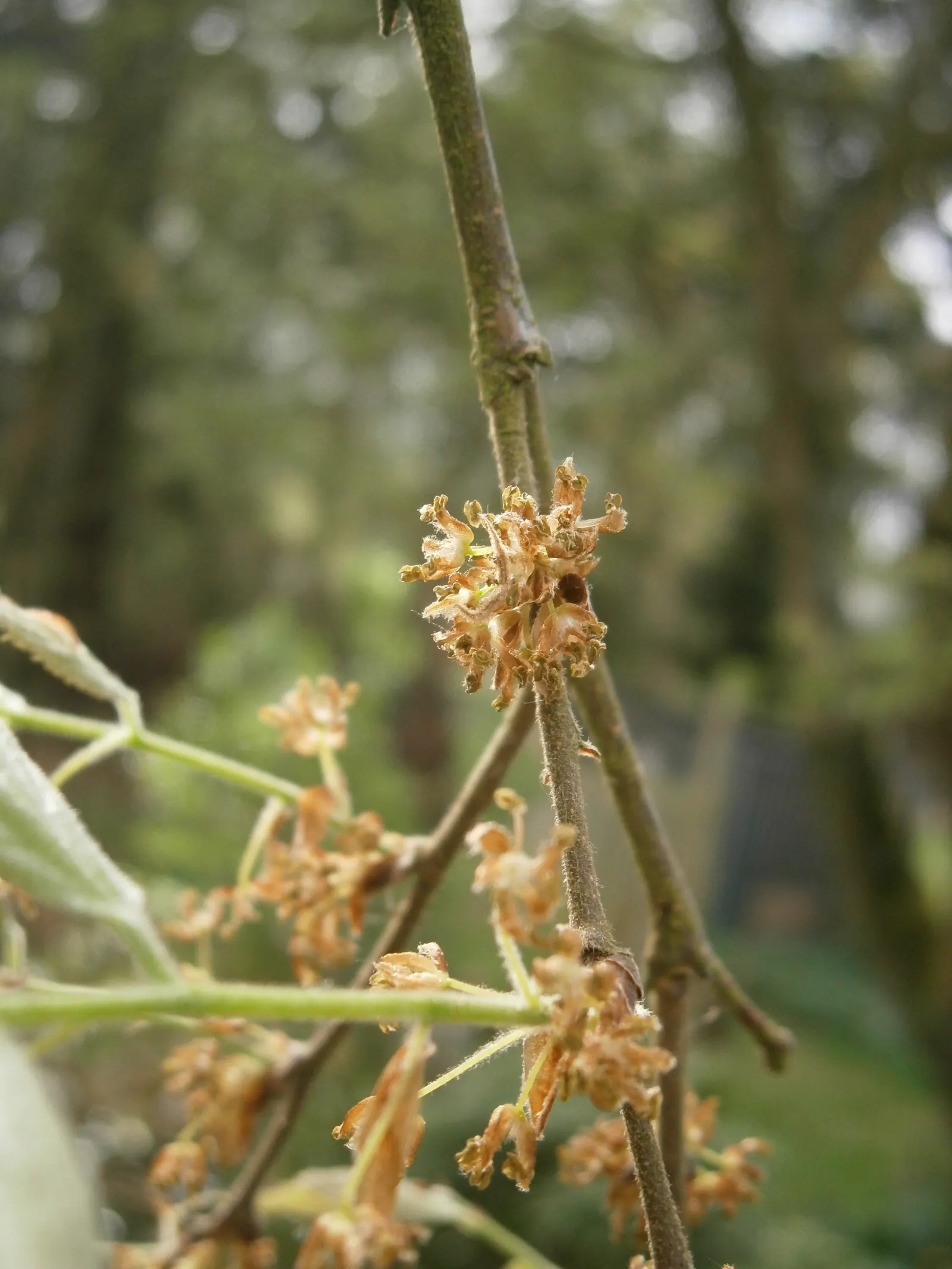 European Hackberry (Celtis Australis) — Celtis australis is adaptable to a range of soil types but thrives in well-drained; spring brings small, inconspicuous