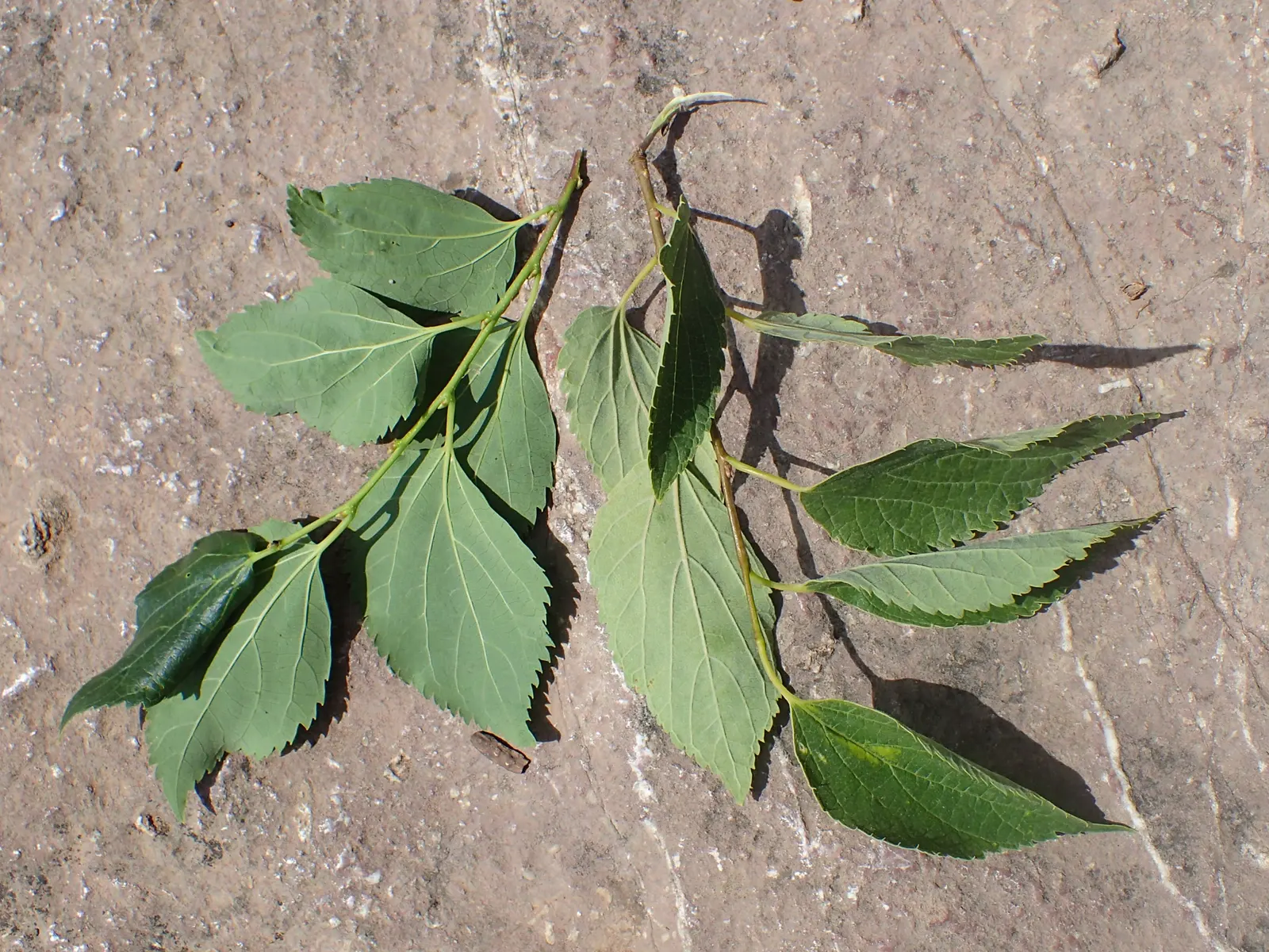 European Hackberry (Celtis Australis) — Tolerant of urban conditions; preferring full sun and well-drained soils, image 55