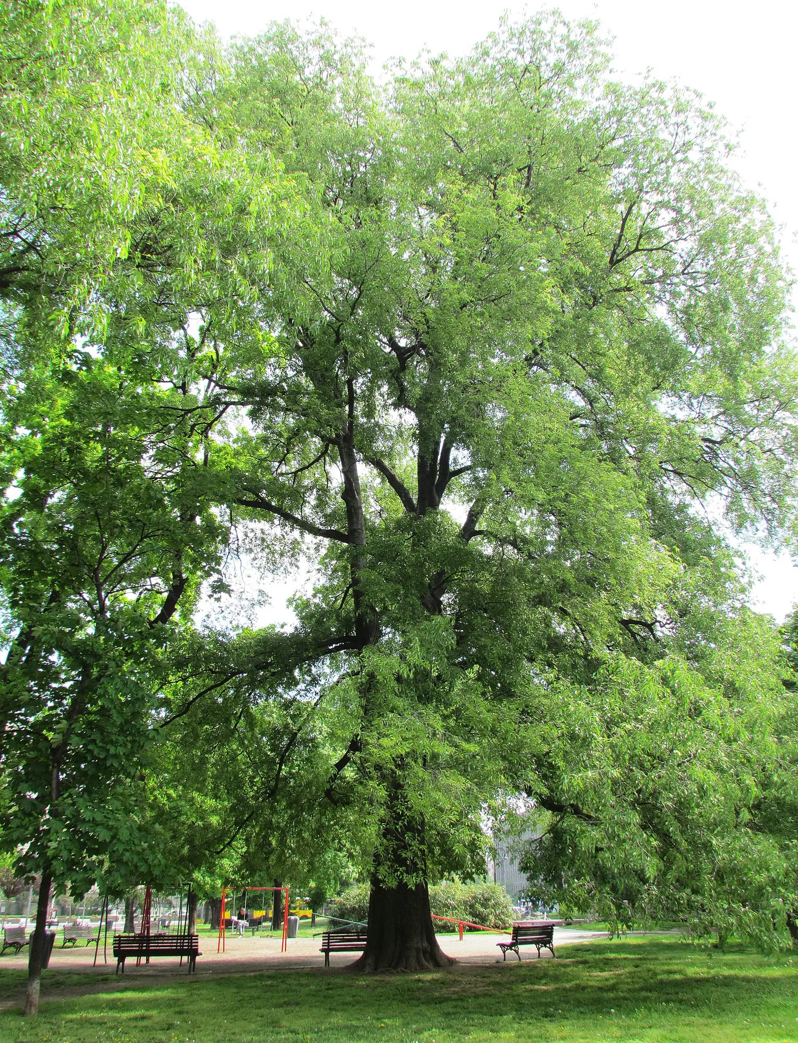 European Hackberry (Celtis Australis) — With minimal susceptibility to pests and diseases