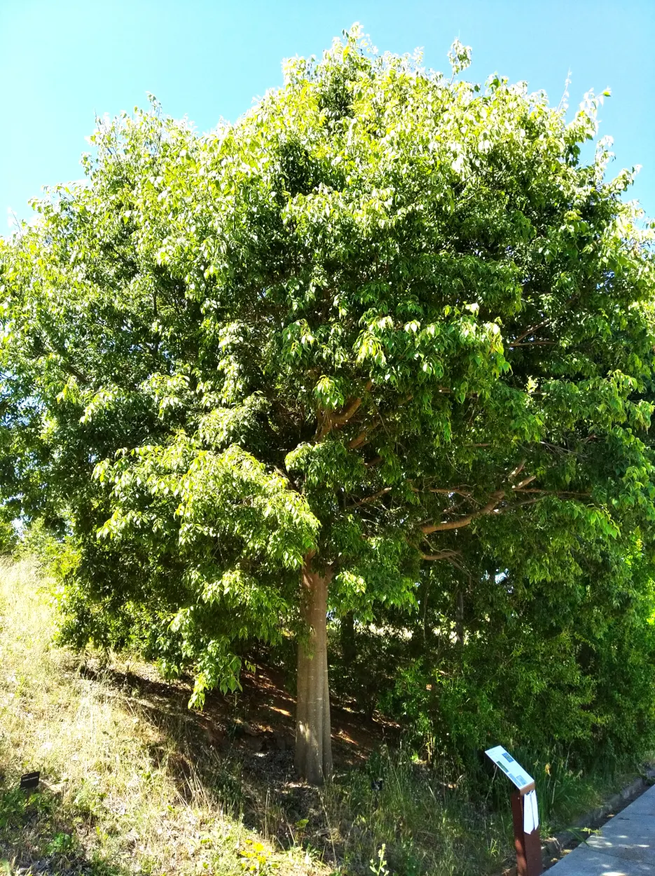 European Hackberry (Celtis Australis) — highlighting its utility in sustainable; with an equally impressive spread
