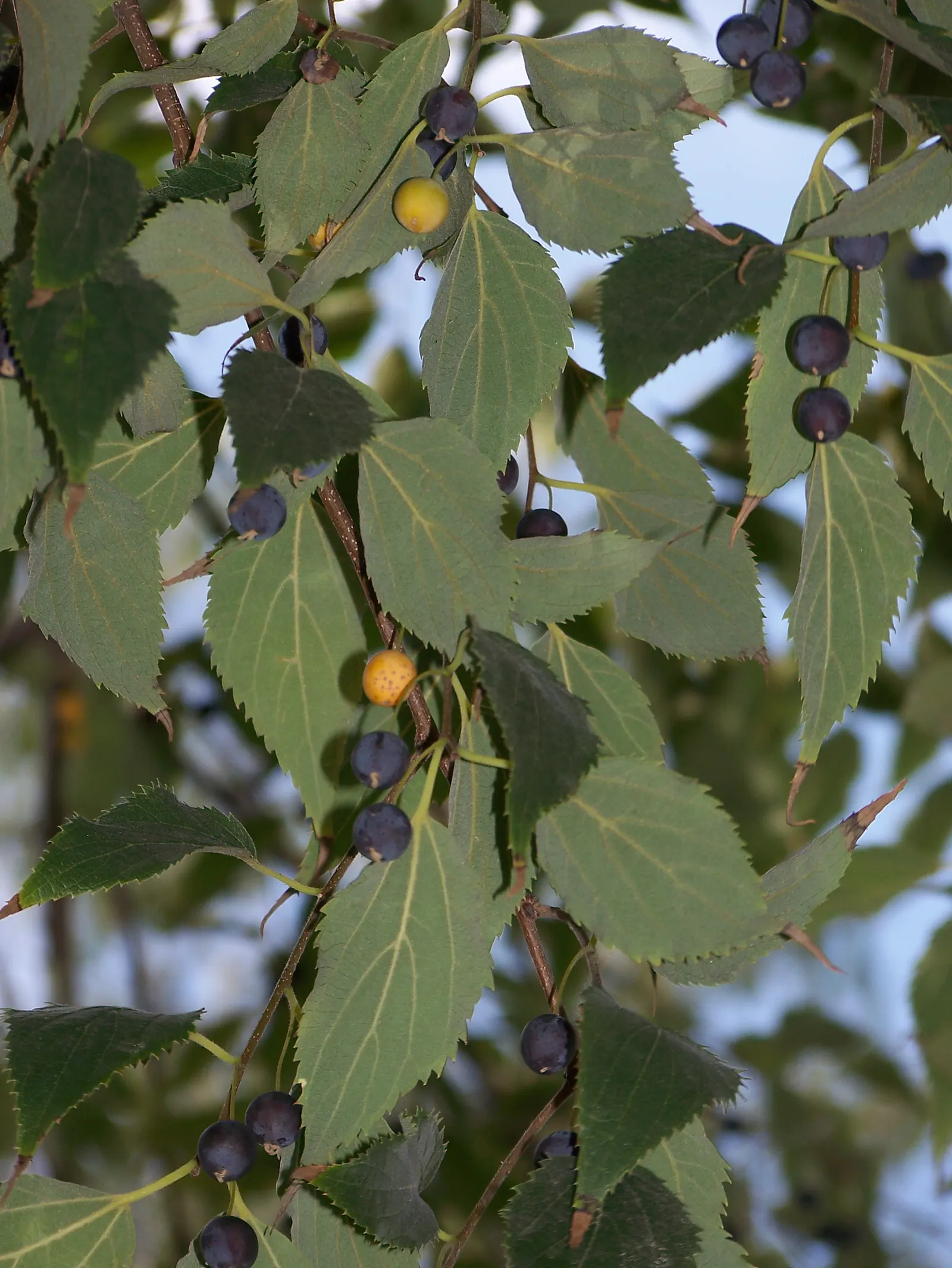 European Hackberry (Celtis Australis) — is a deciduous tree growing to a height of 65-100 feet with a spread of 40-50 feet at maturity; edible, image 51