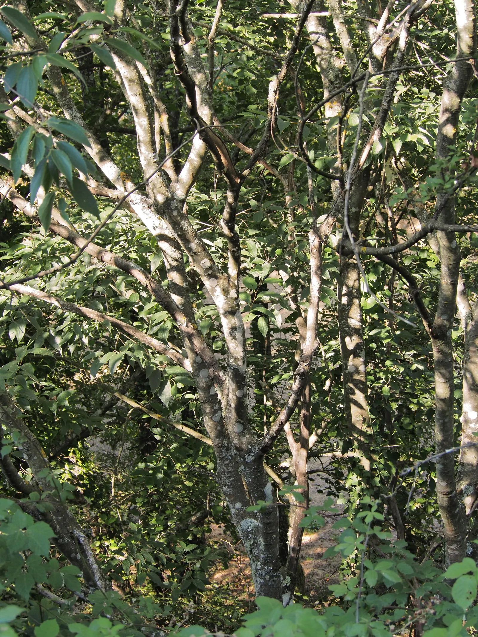 European Hackberry (Celtis Australis) — Spring brings small, inconspicuous flowers, which give way to small, edible berries in late summer