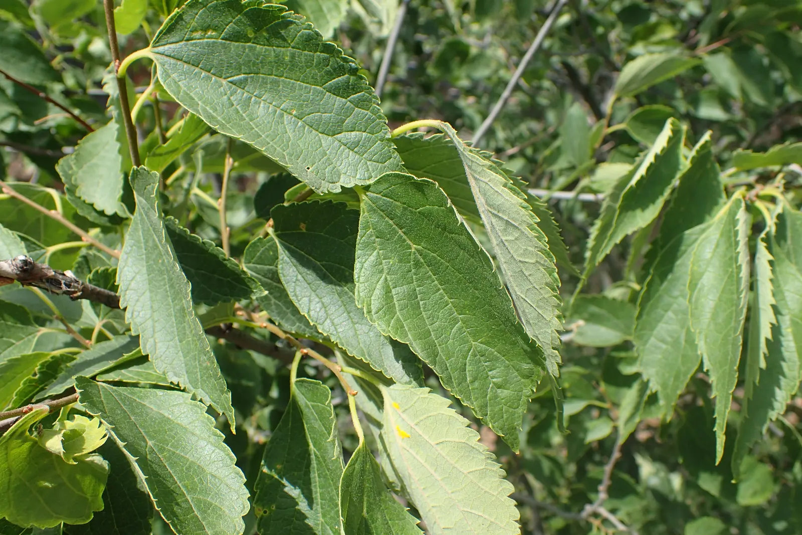 European Hackberry (Celtis Australis) — Characterized by its rough; reaching heights typically between 40 and 60 feet